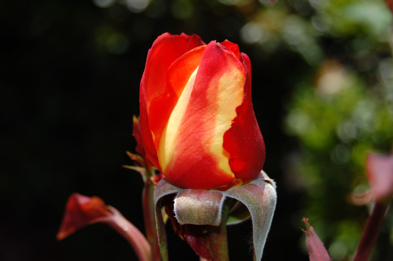 Nikon D40 sample photo. Rose, roses, flora photography