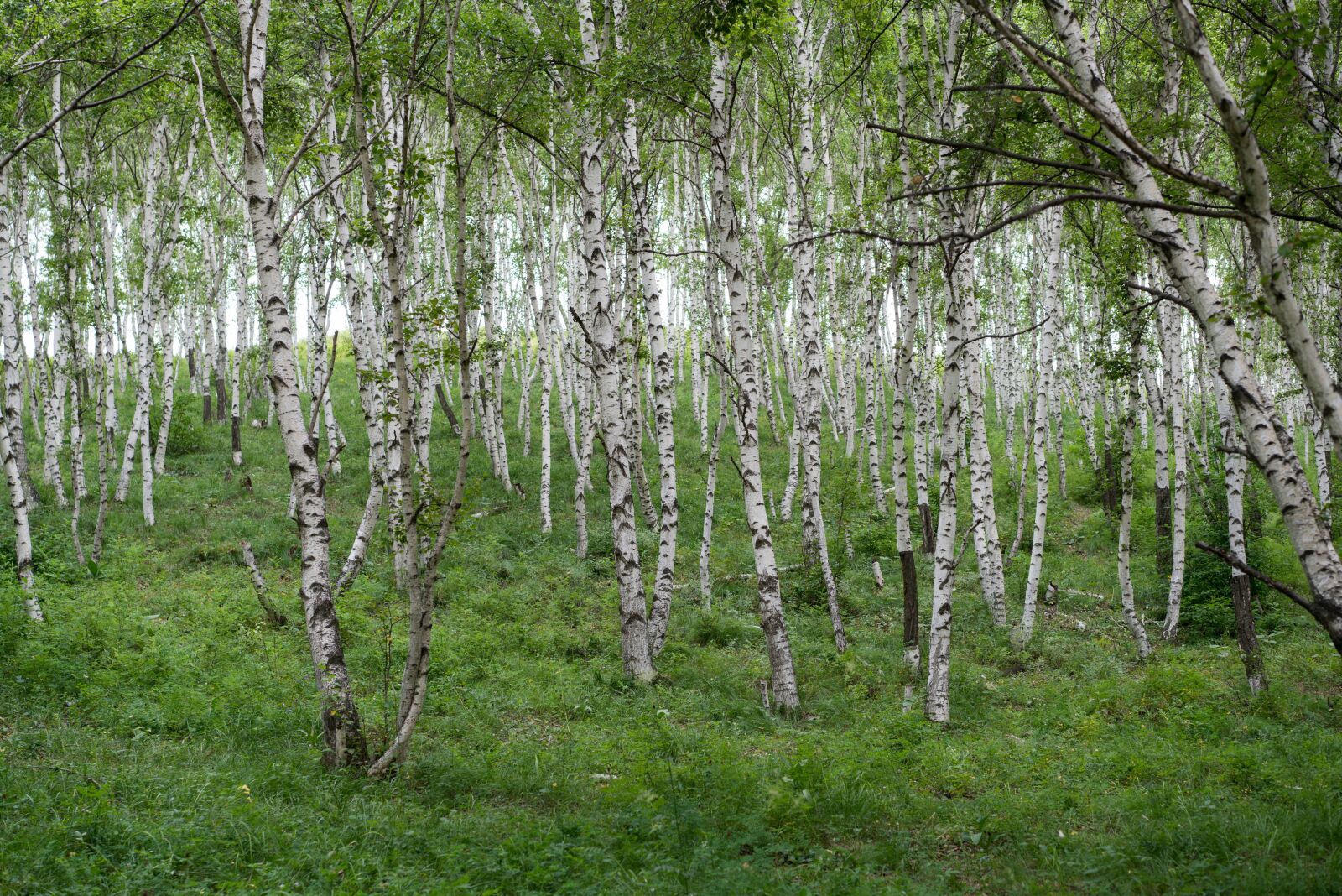 Sony a7R II sample photo. Birch forest, woods, prairie photography