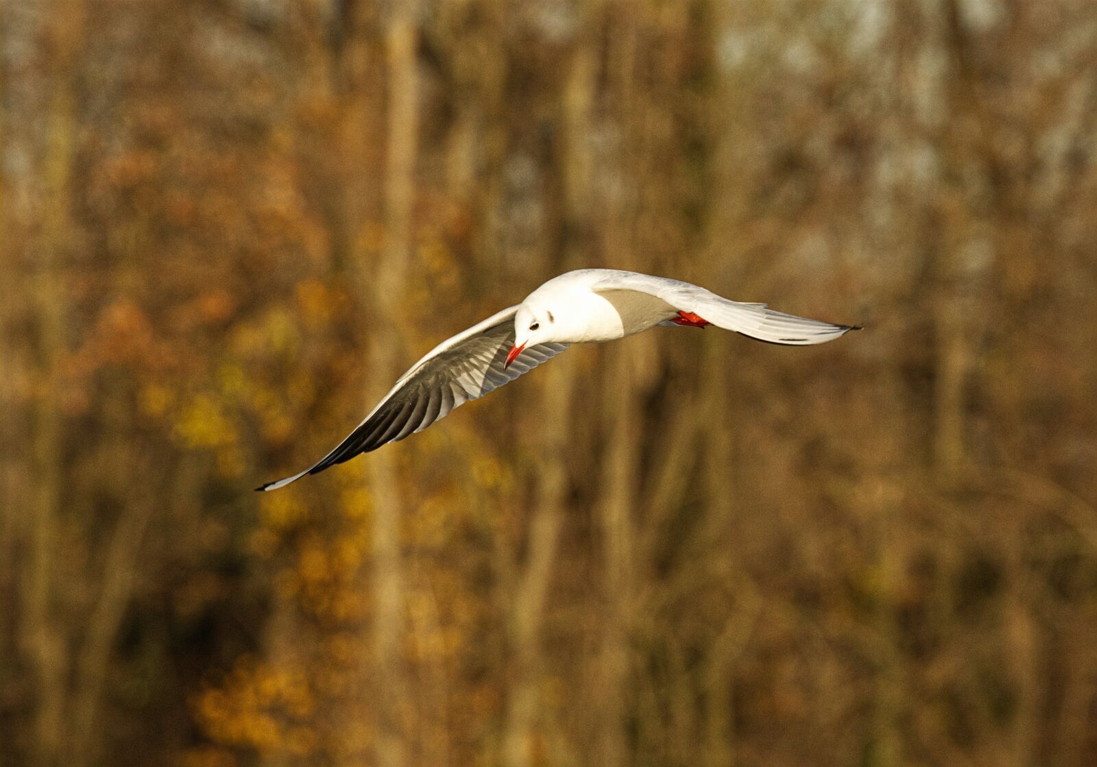 Canon EOS 7D Mark II sample photo. Birds, ali, flight photography
