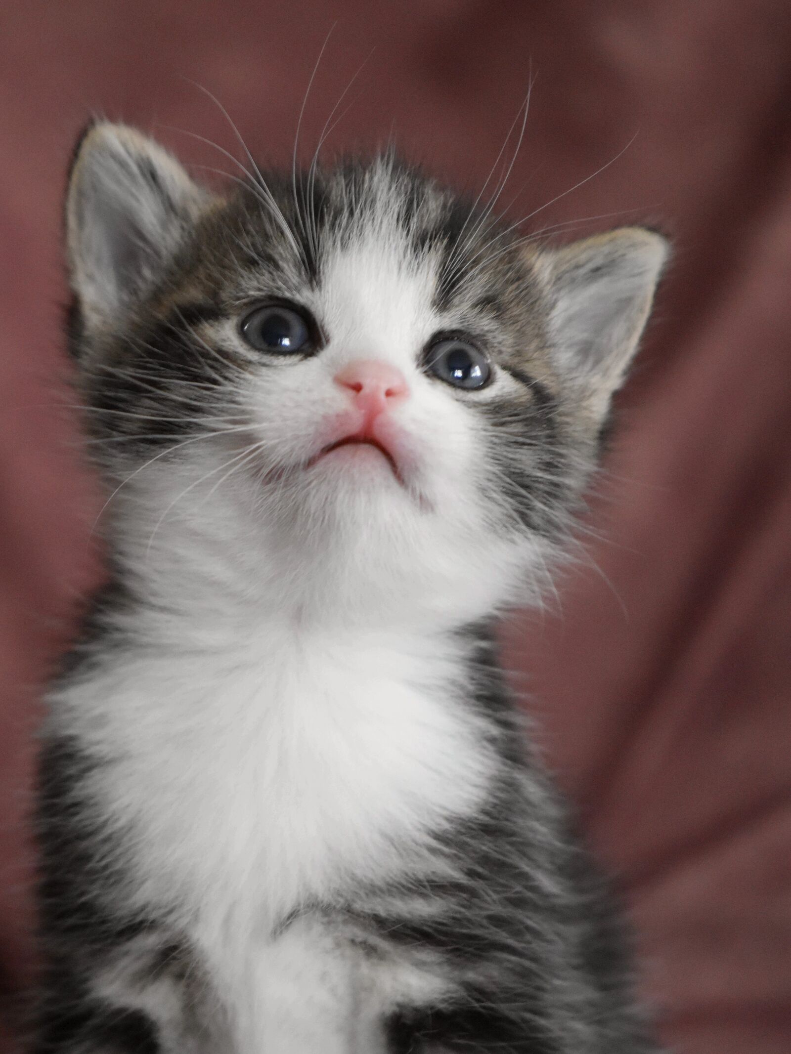 Nikon D5600 sample photo. Cat baby, kitten, cat photography