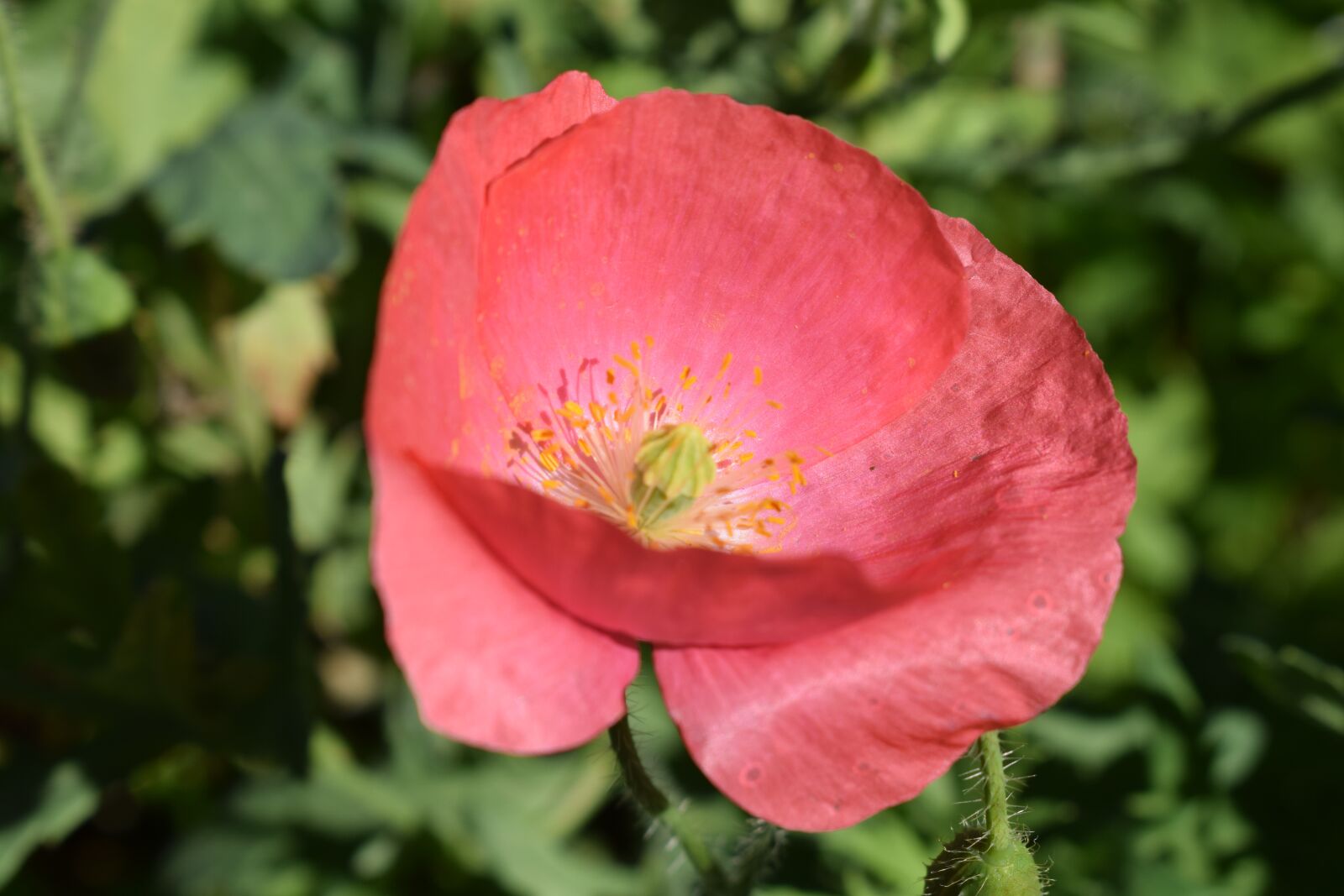 Nikon D3300 sample photo. Flowers, pollen, bright photography