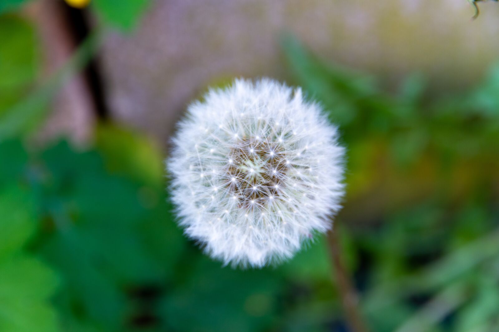 Canon EOS 7D sample photo. Dandelion, flower, pointed flower photography
