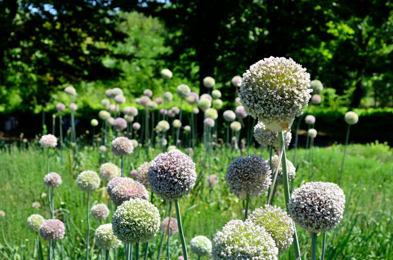 Nikon D5100 sample photo. Flowers, meadow, bloom photography