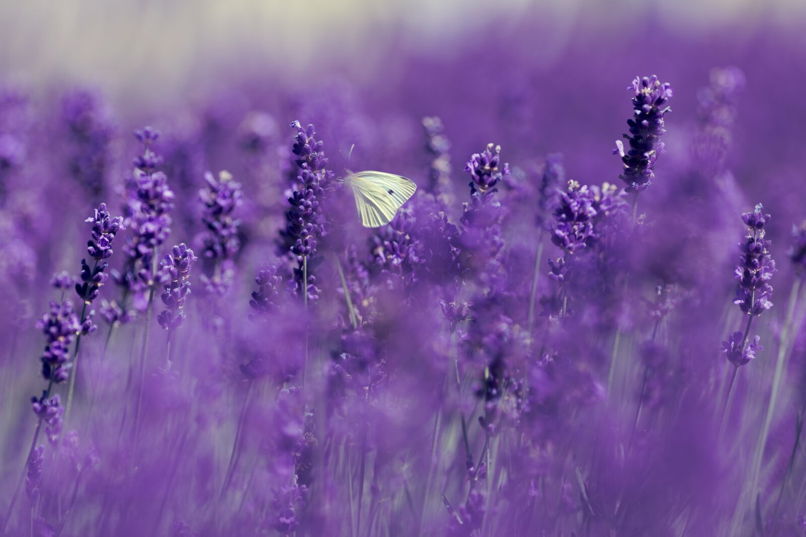 Canon EOS 6D + Canon EF 135mm F2L USM sample photo. Lavender, gonepteryx rhamni, butterfly photography