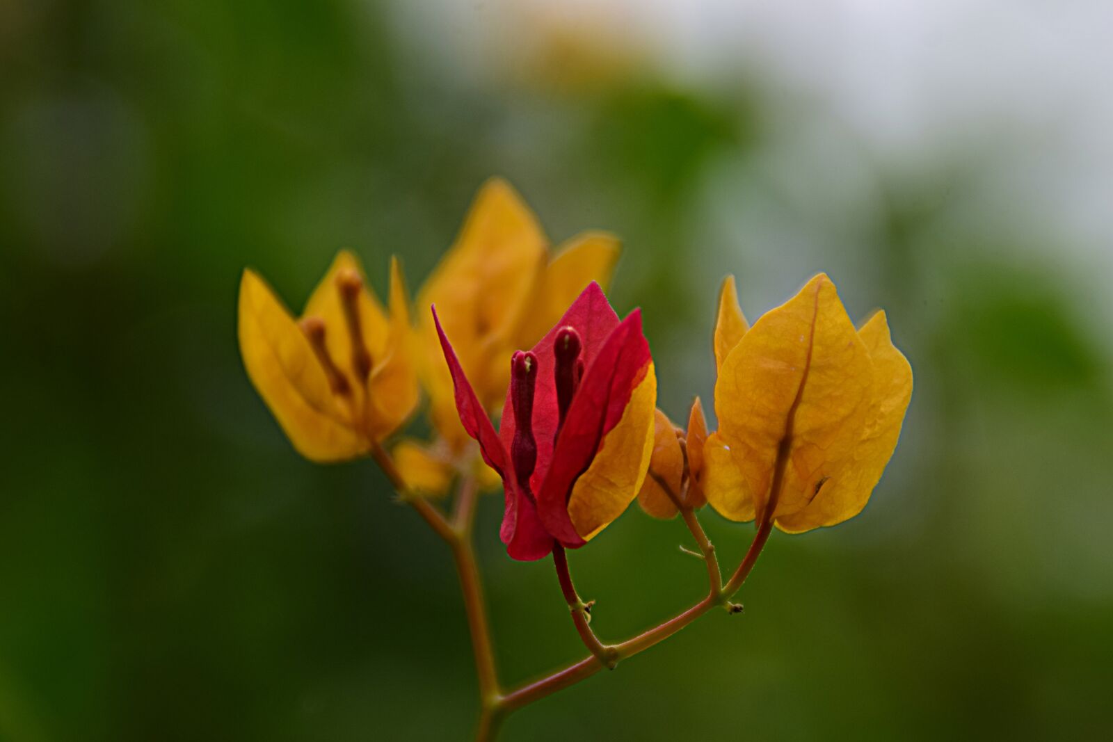 Nikon D5300 sample photo. Flower, blossom, bloom photography