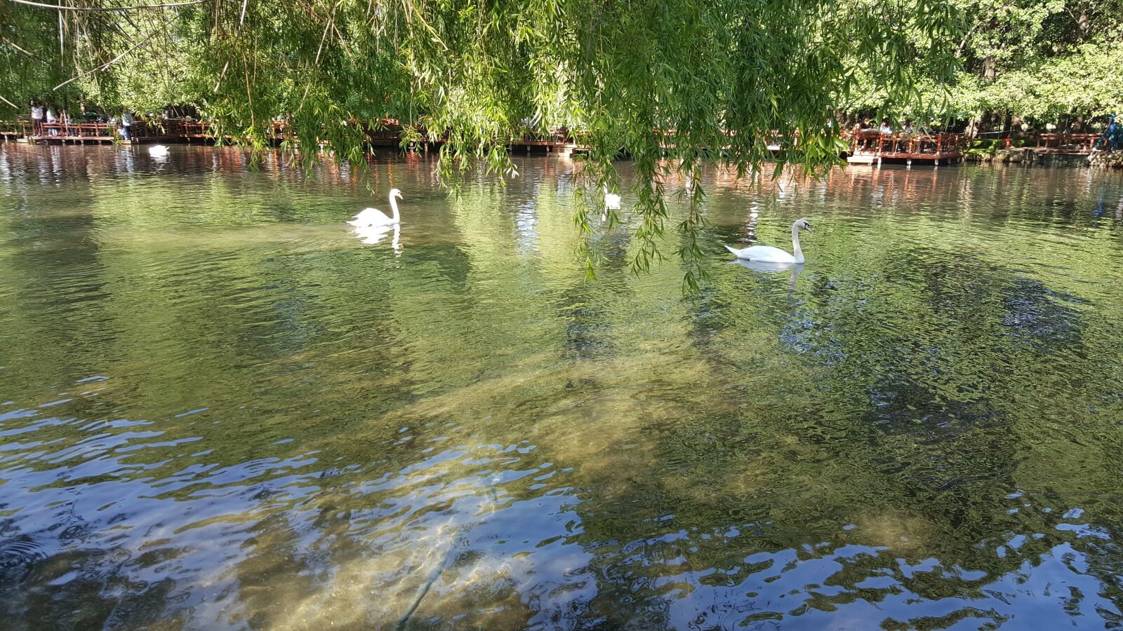 Samsung Galaxy Note5 sample photo. Swans, fountain, lake photography