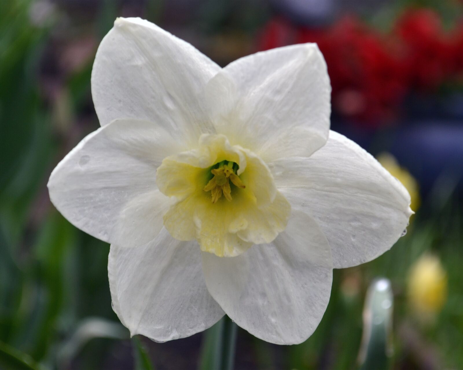 Nikon D3100 sample photo. Floral, white, spring photography