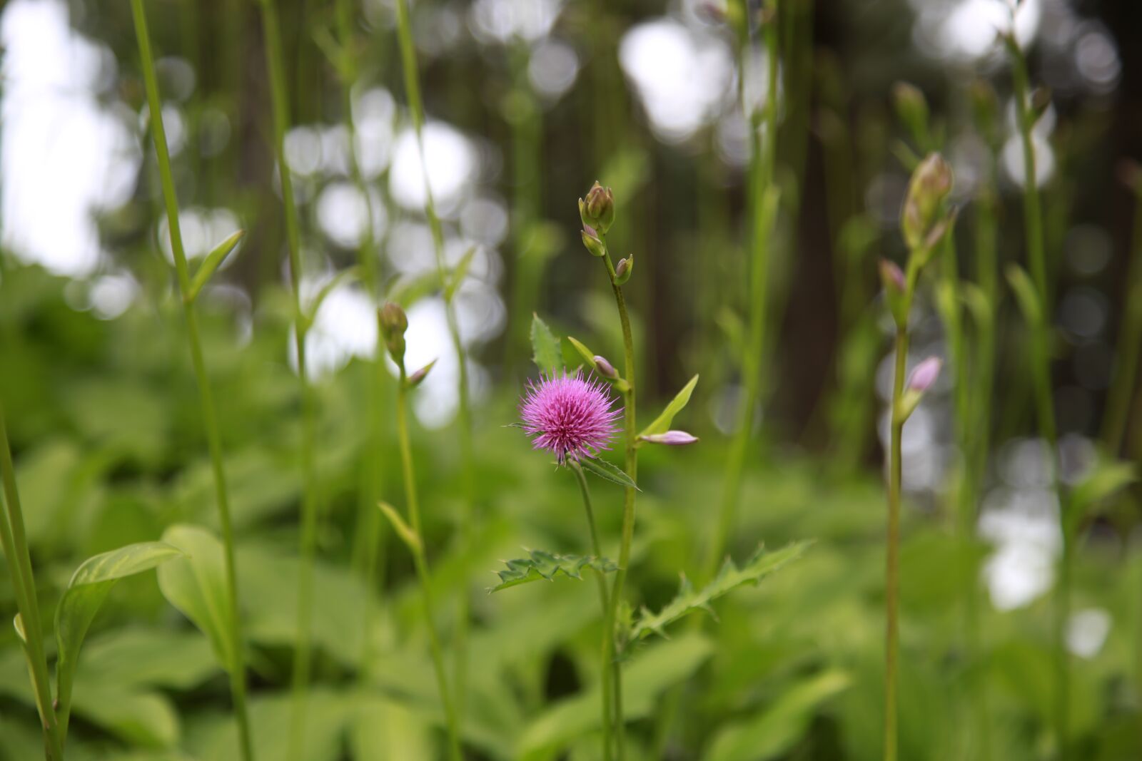 Canon EOS 6D + Canon EF 24-105mm F4L IS USM sample photo. Flowers, wildflower, plants photography