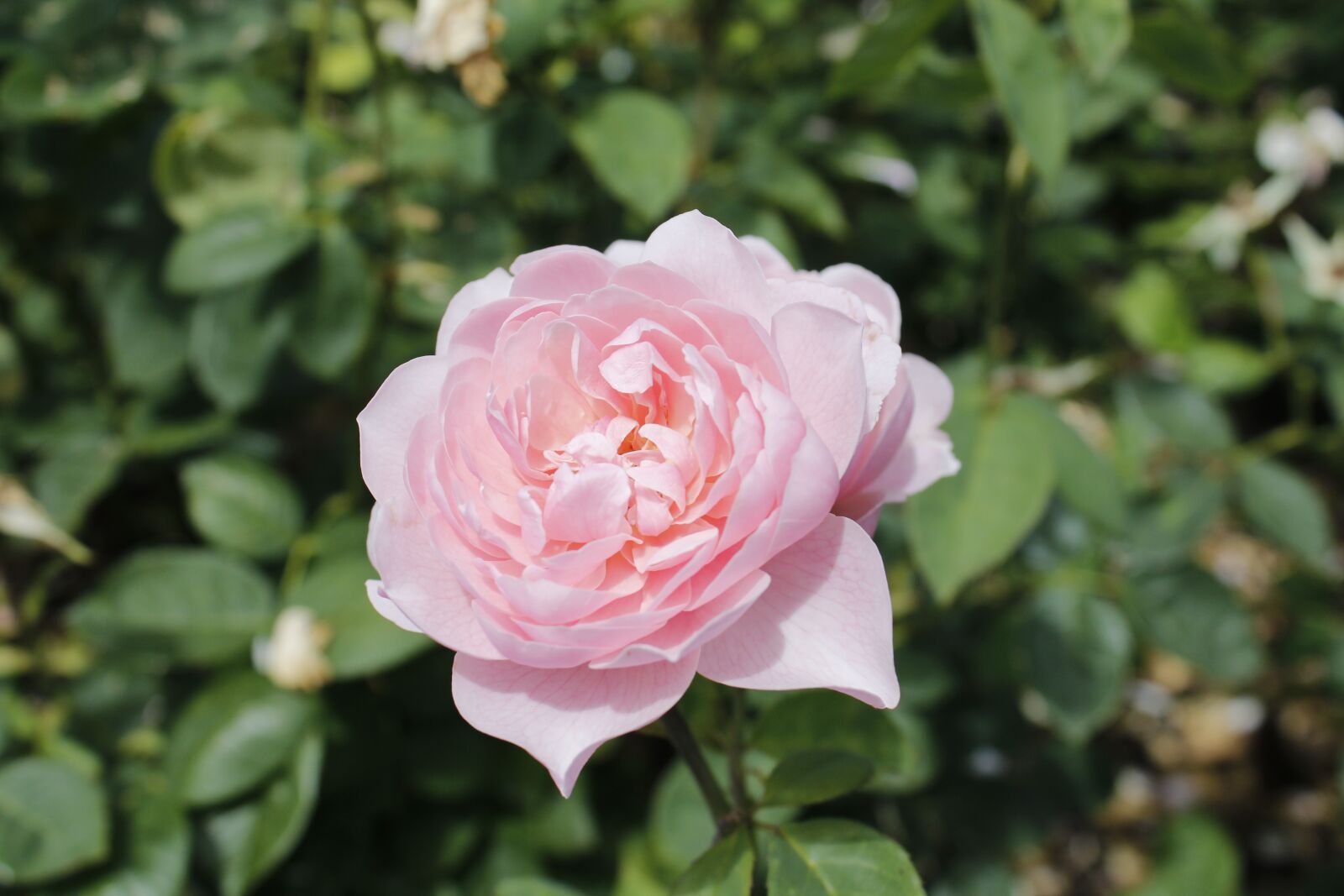 Canon EOS 650D (EOS Rebel T4i / EOS Kiss X6i) sample photo. Flower, rose, park photography