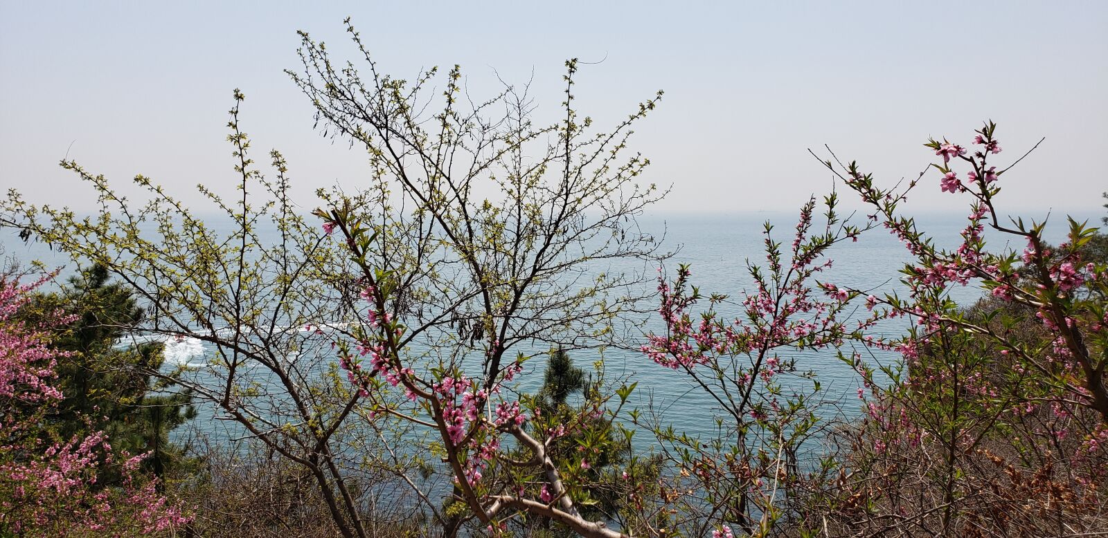 Samsung Galaxy S9+ sample photo. Dalian, flowers, spring photography