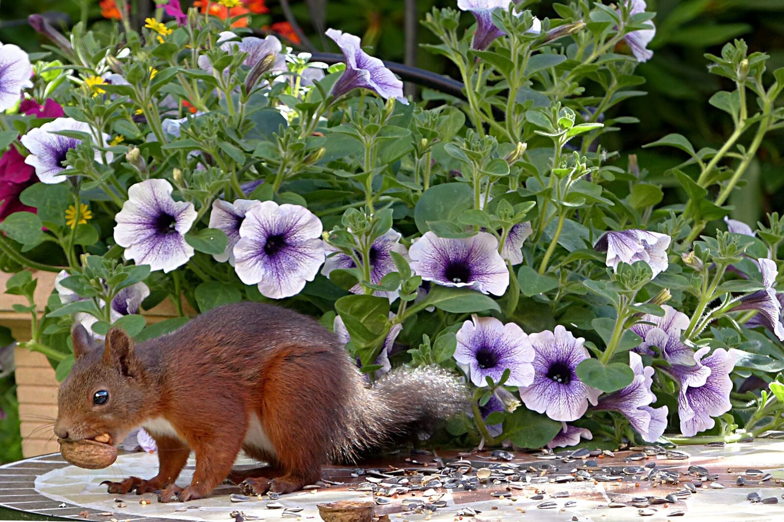 Panasonic Lumix DMC-FZ200 sample photo. Animal, rodent, squirrel photography