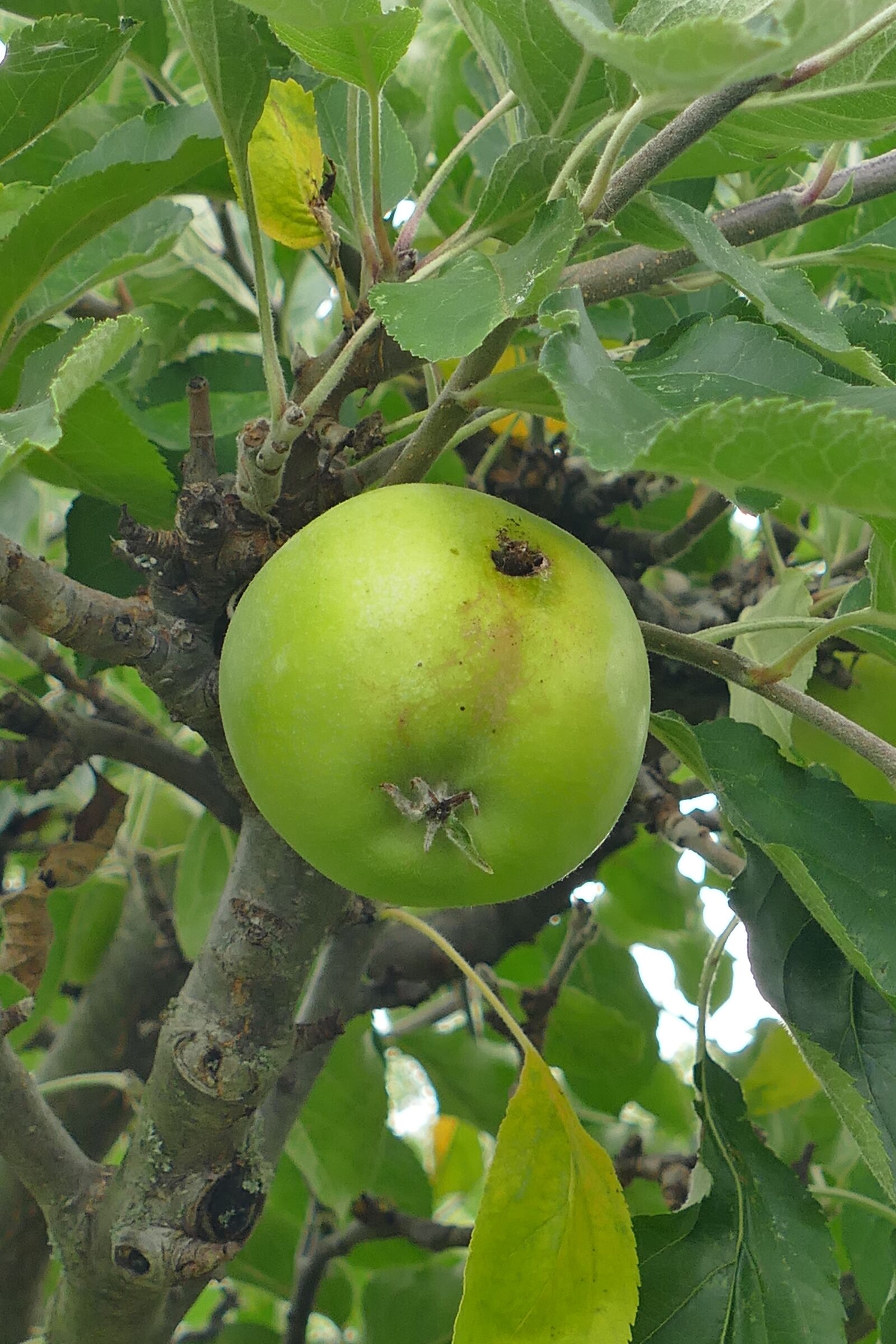 Panasonic Lumix DMC-FZ1000 sample photo. Apple, tree, fruit photography