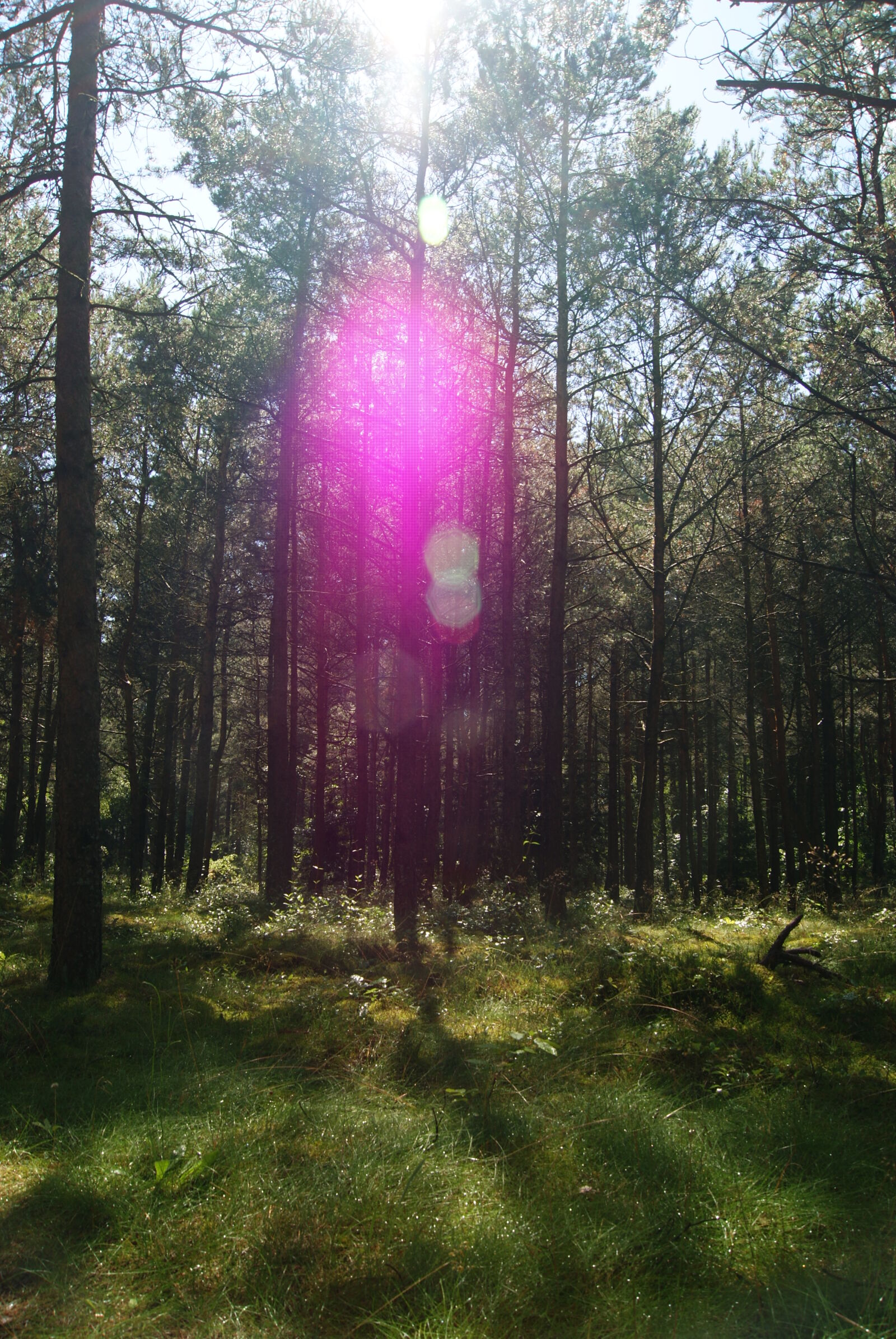 Sony Alpha DSLR-A230 sample photo. Forrest, green, lens, flare photography