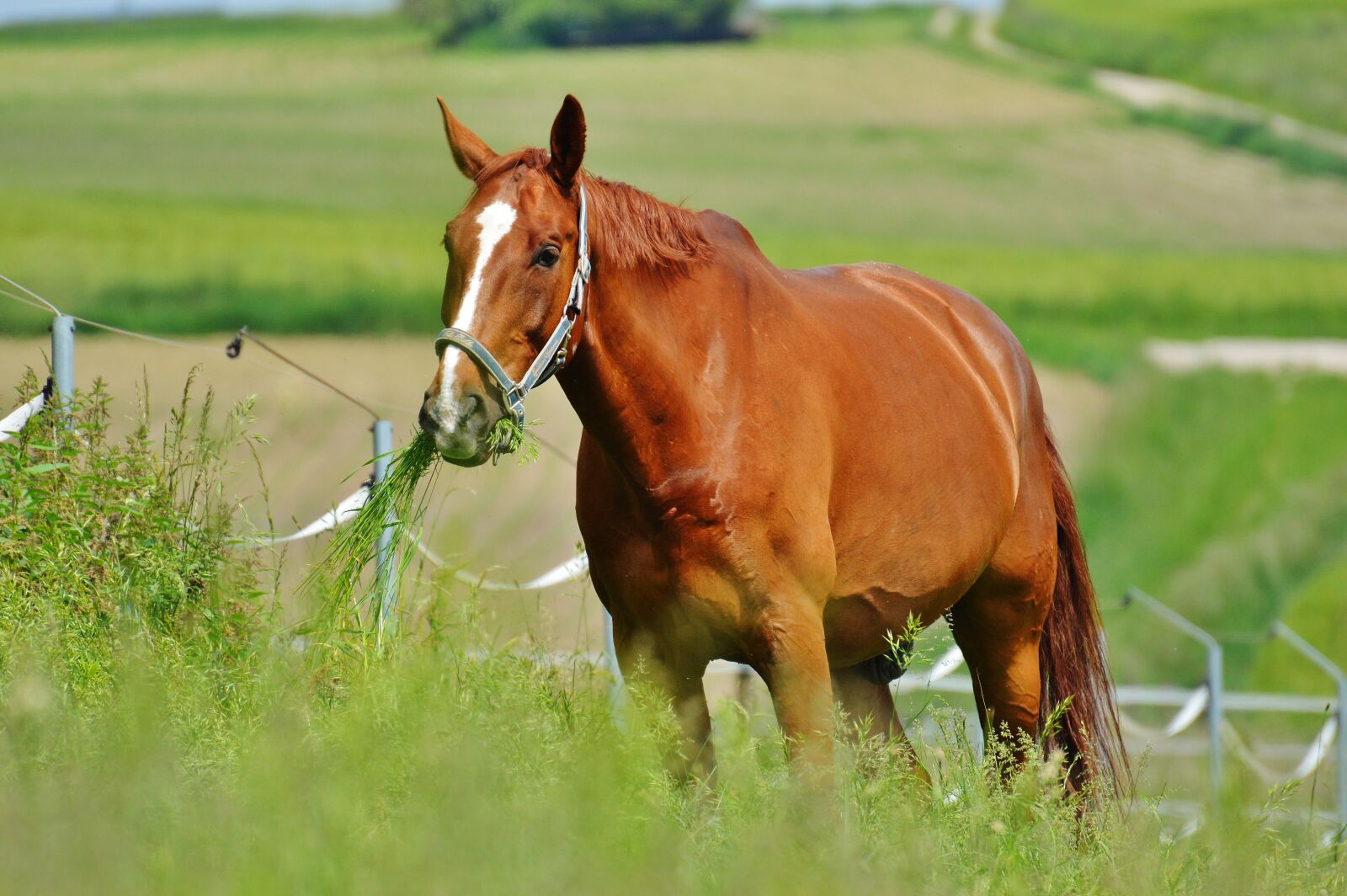 Nikon D3200 sample photo. Horse, coupling, stallion photography