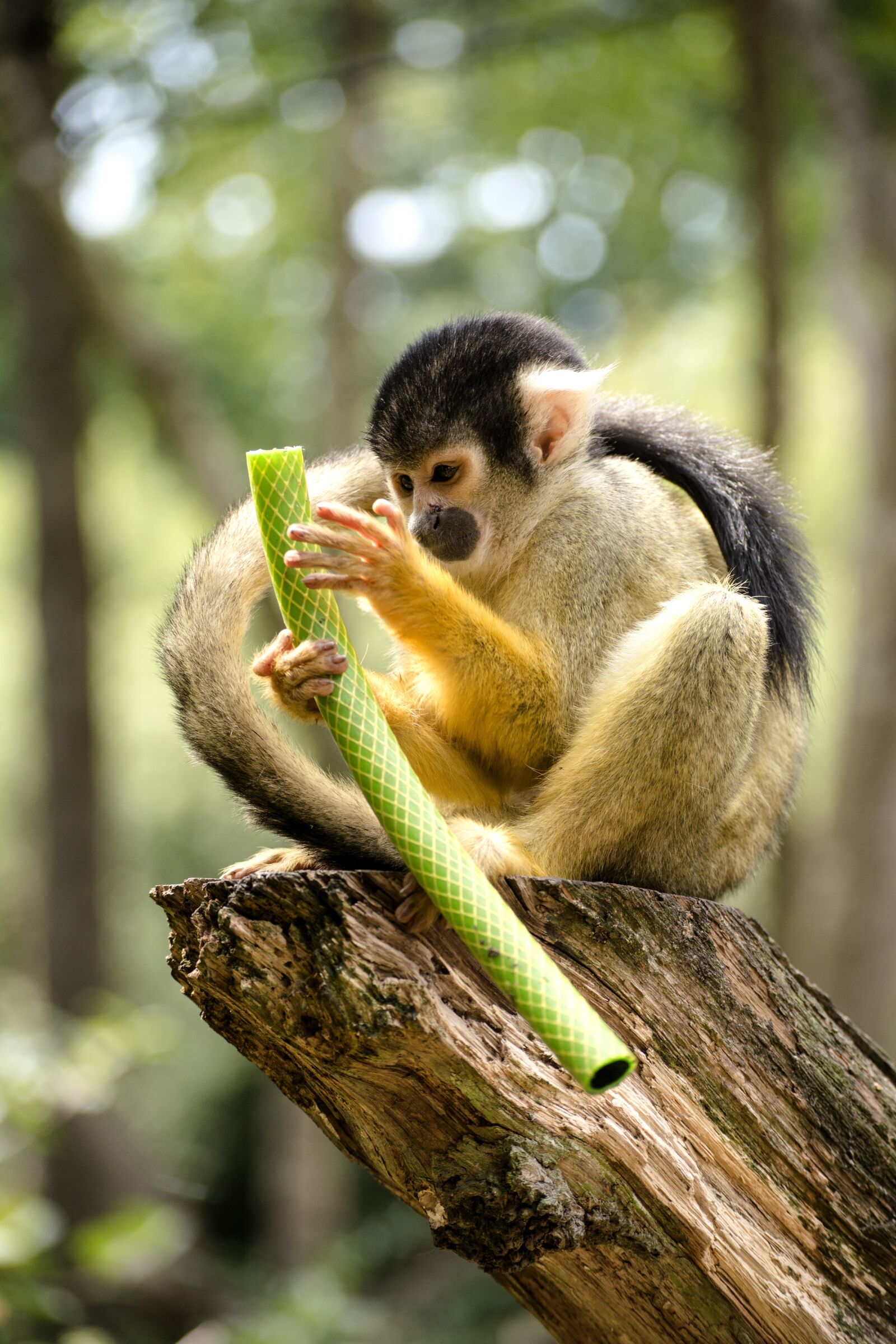 Nikon D5200 sample photo. Monkey, dødningehovedabe, pipiabe photography