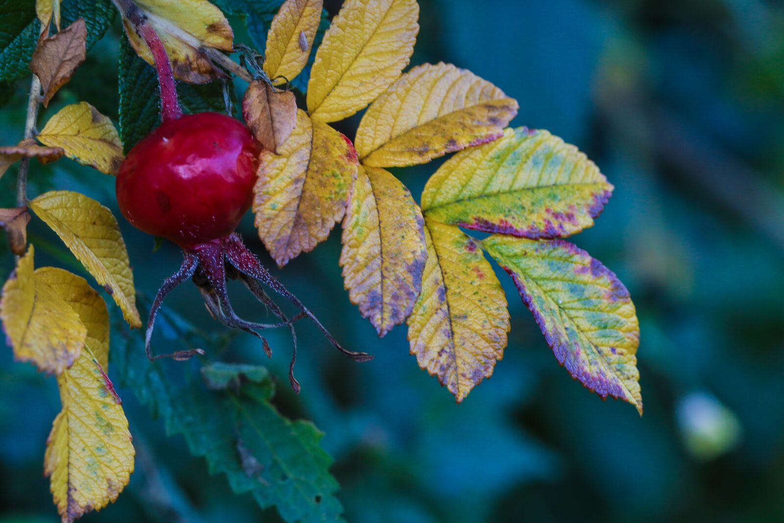 Canon EOS 7D Mark II sample photo. Herb, autumn, nature photography