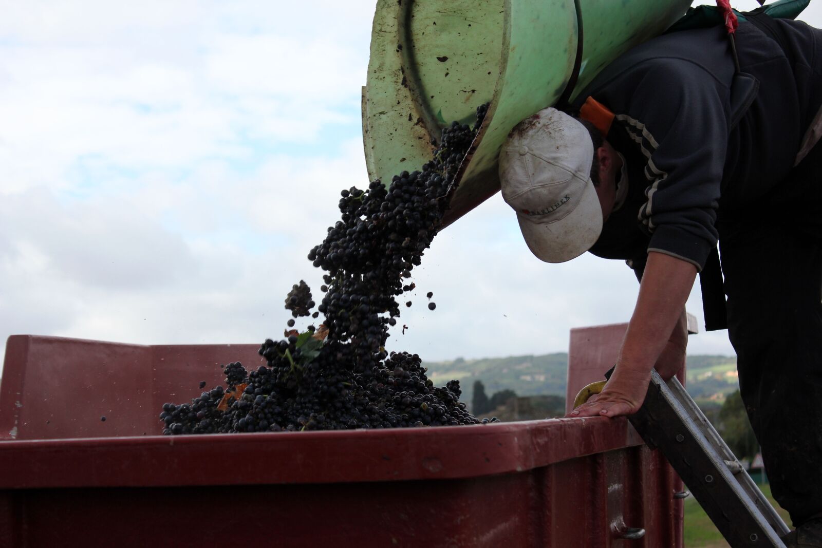 Canon EOS 550D (EOS Rebel T2i / EOS Kiss X4) sample photo. A grape-picker, carrier, vineyard photography