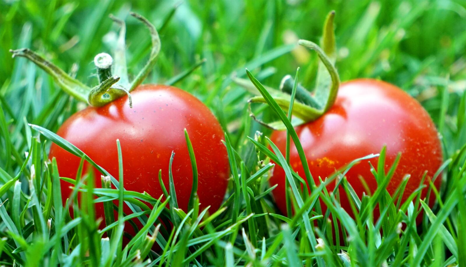 Sony Alpha a5000 (ILCE 5000) + Sony E 55-210mm F4.5-6.3 OSS sample photo. Tomatoes, red, ripe photography