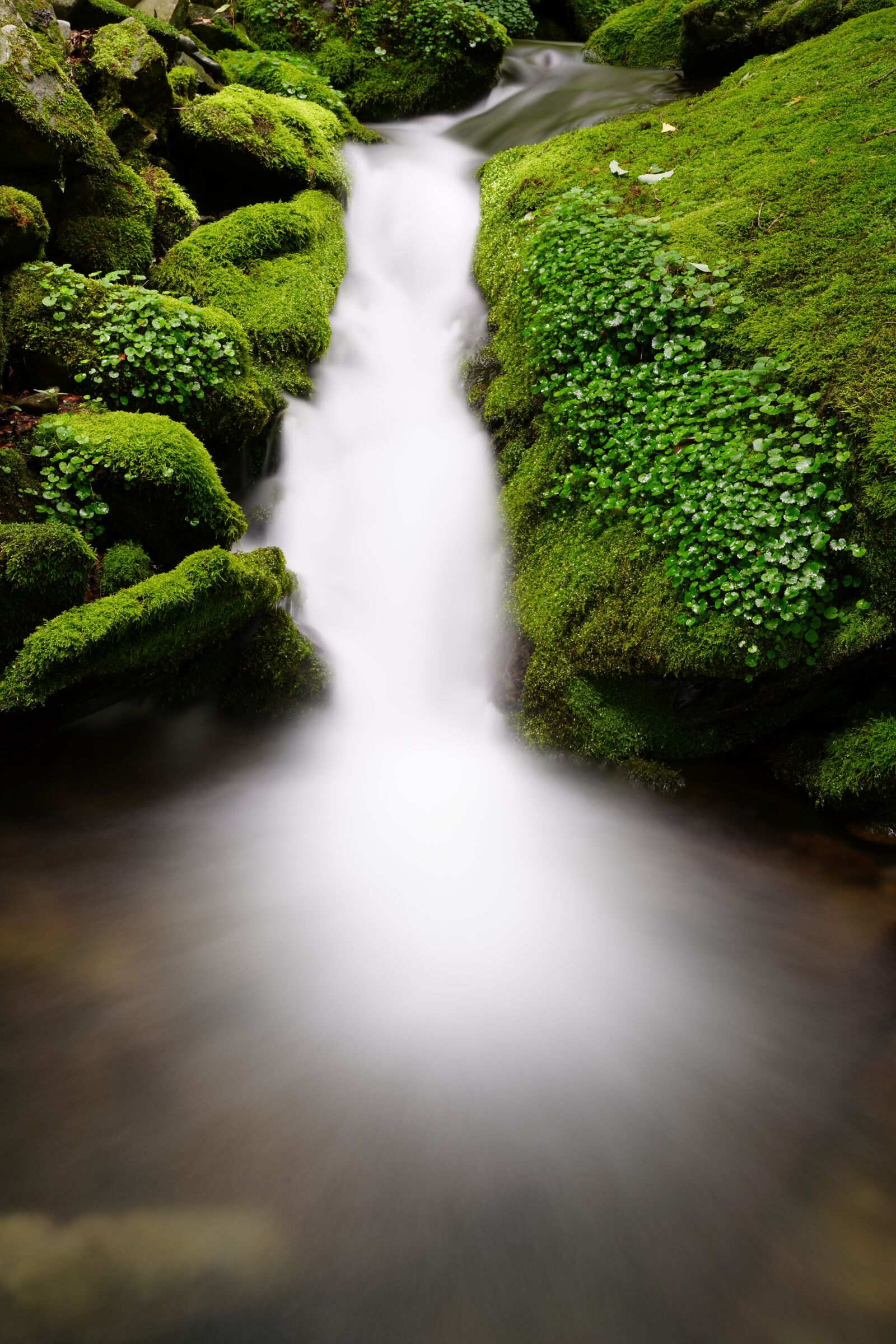 Sony a7R III sample photo. Waterfall, moss, korea photography