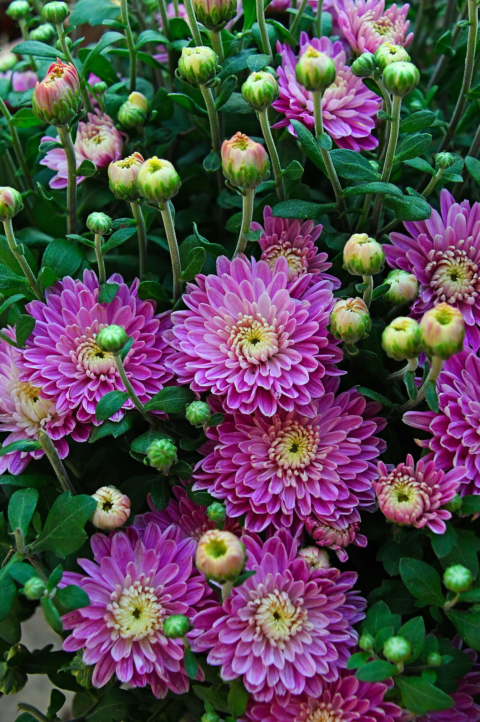 Nikon D3200 sample photo. Autumn, fall flowers, chrysanthemum photography