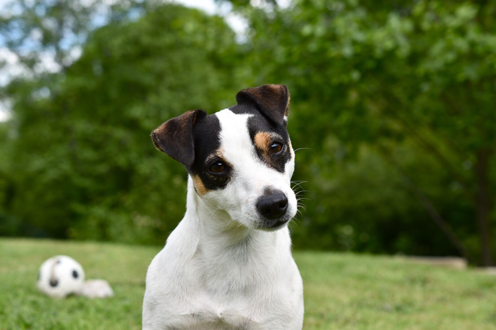 Nikon D5600 sample photo. Dog, jack russel, animal photography