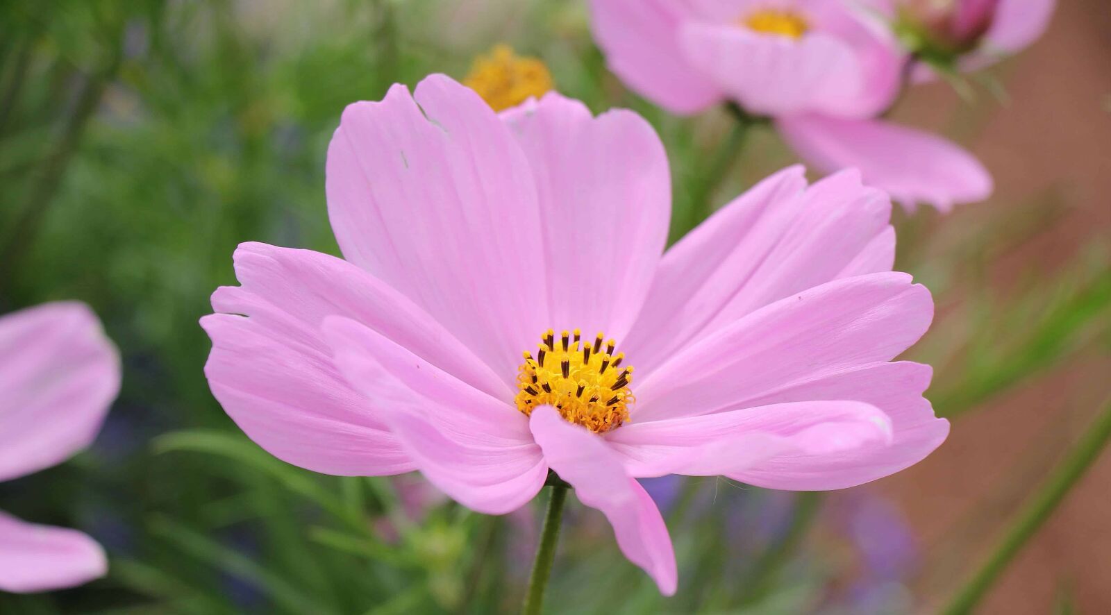 Canon EOS 550D (EOS Rebel T2i / EOS Kiss X4) sample photo. Summer, nature, flora, flower photography