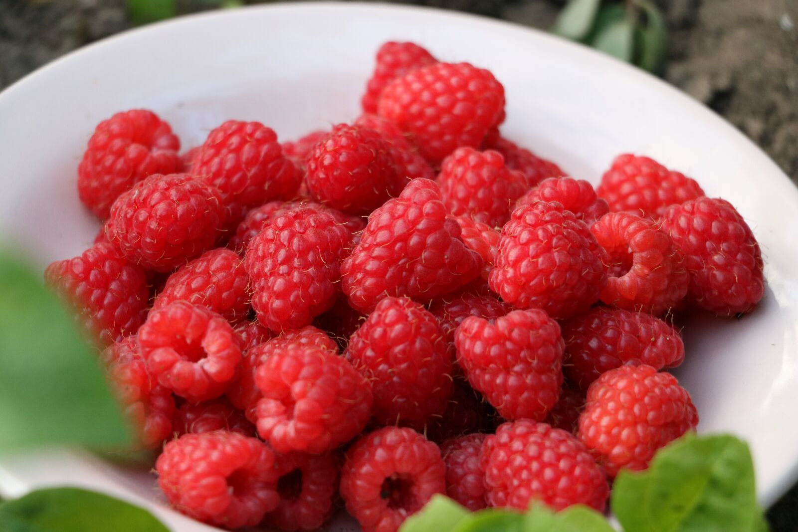 Canon EOS 750D (EOS Rebel T6i / EOS Kiss X8i) sample photo. Raspberry, pink, red photography