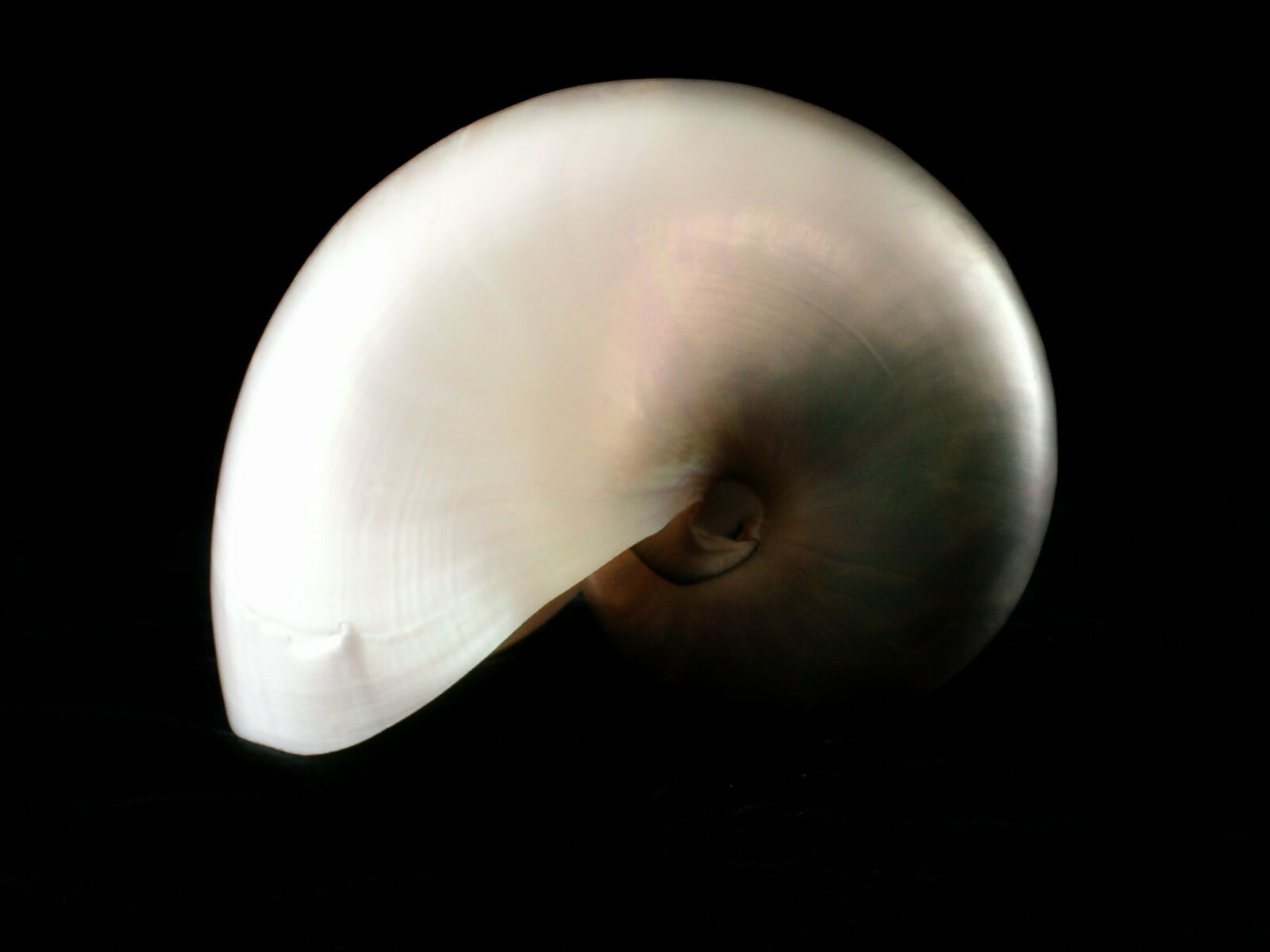 HP PHOTOSMART 735 sample photo. Chambered, nautilus, pearl, nautilus photography