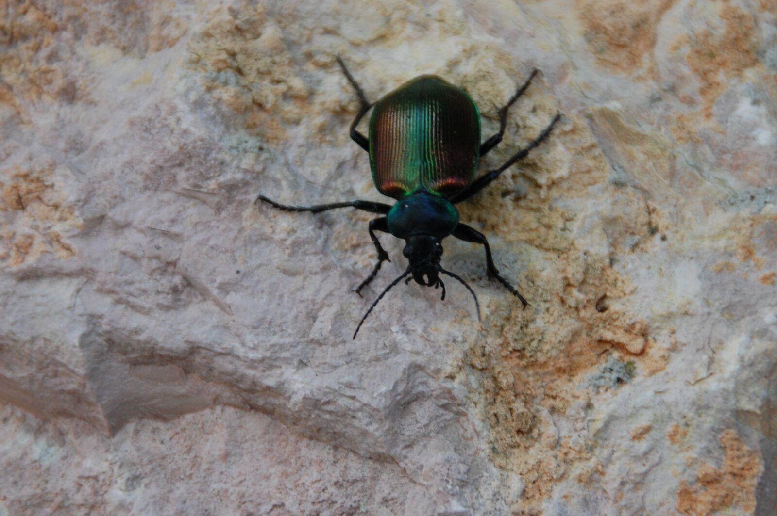 Nikon D40 sample photo. Nature, beetle, insect photography
