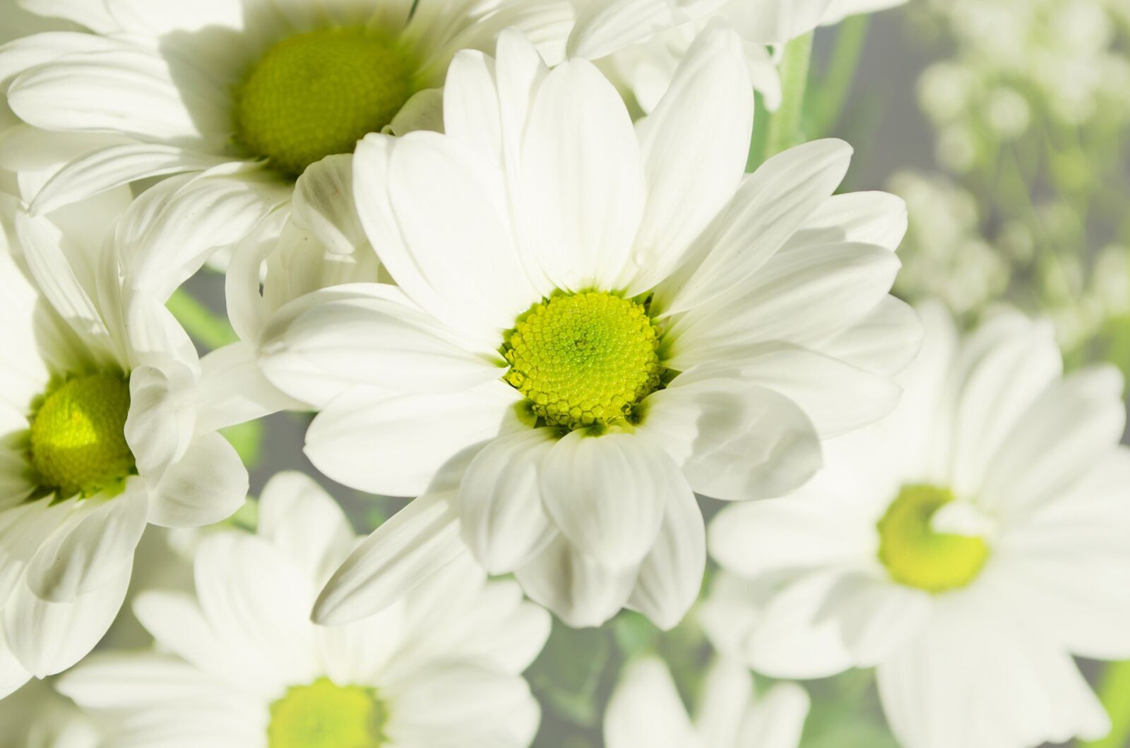 Nikon D5100 sample photo. Anniversary, background, beauty, day photography