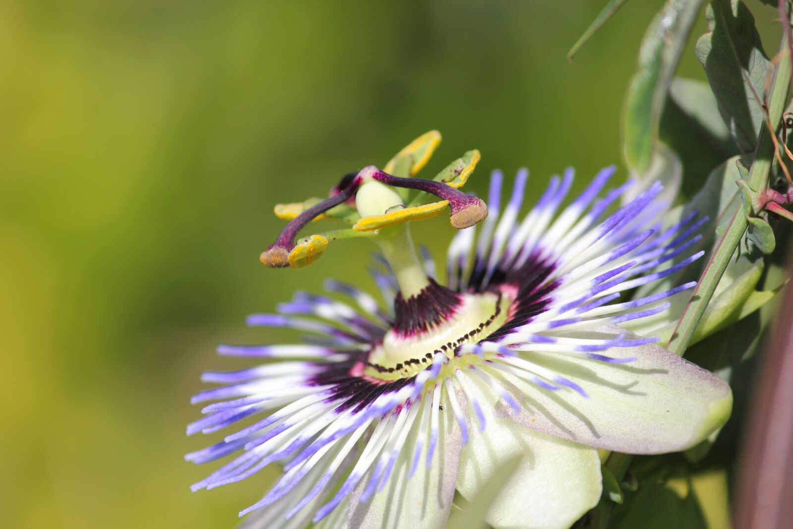 Canon EOS 550D (EOS Rebel T2i / EOS Kiss X4) sample photo. Passion flower, nature, beauty photography