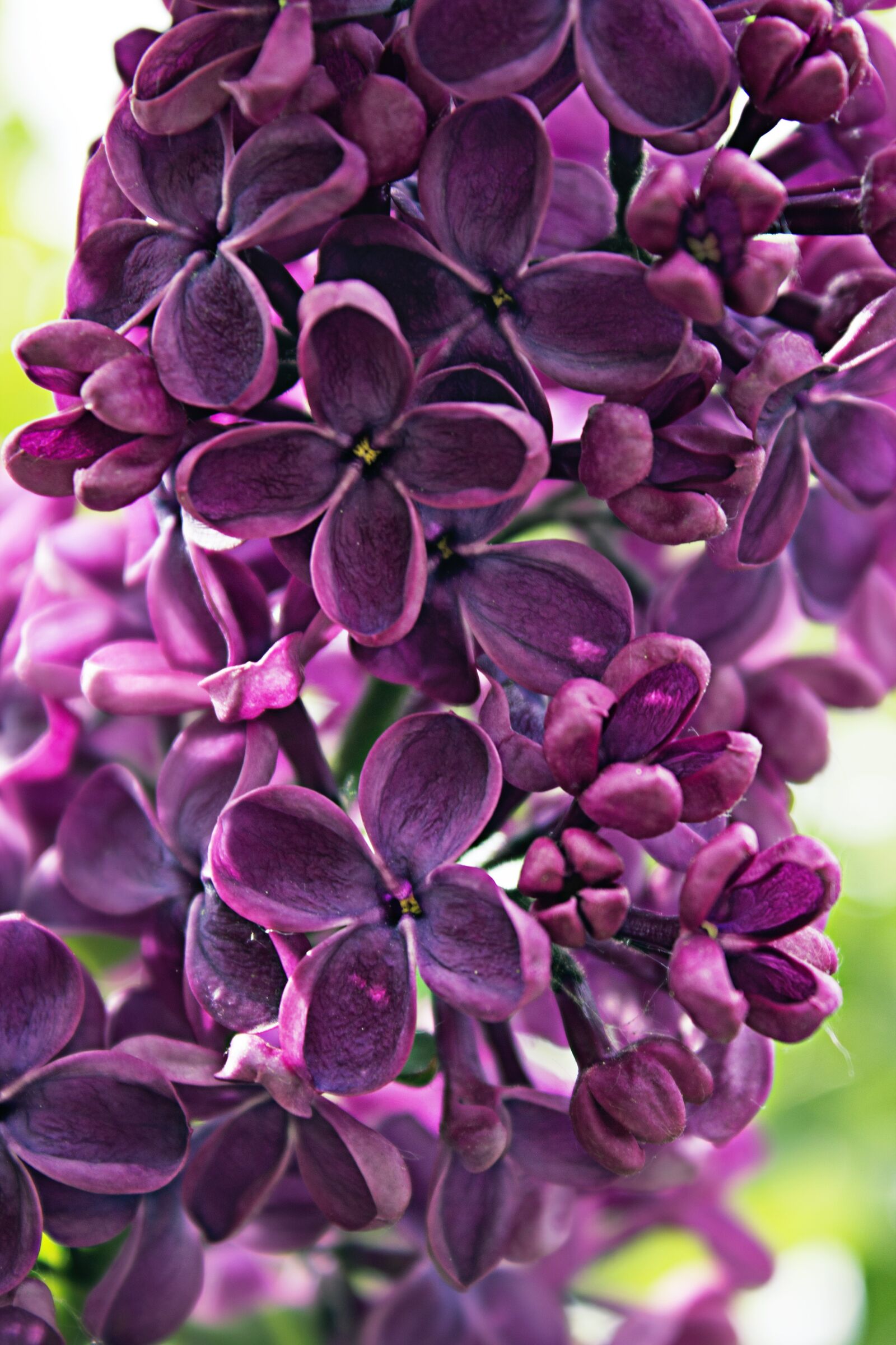 Canon EOS 1100D (EOS Rebel T3 / EOS Kiss X50) sample photo. Lilac, violet, purple photography