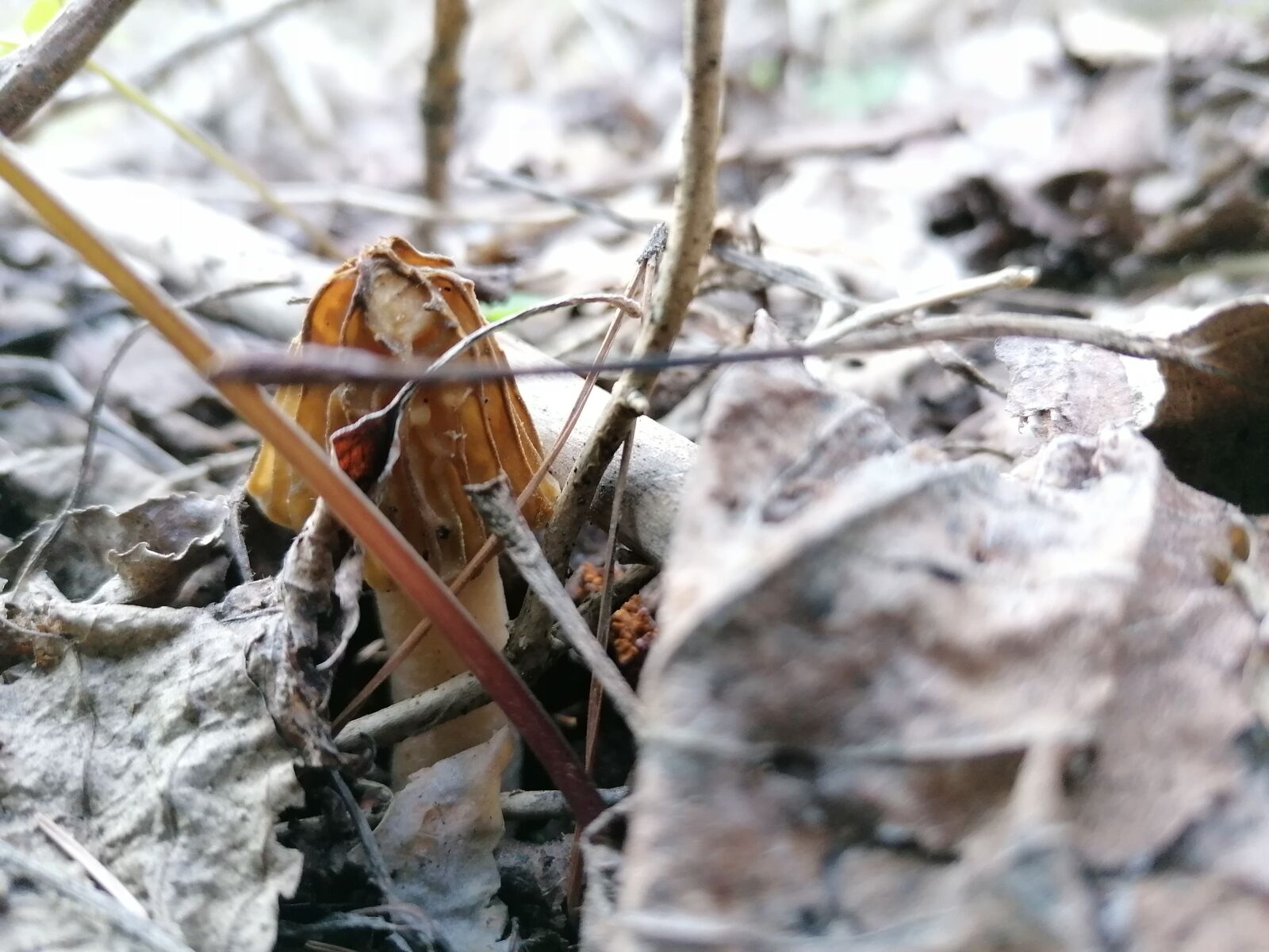 HUAWEI P30 LITE sample photo. Smrčok, sponge, spring photography