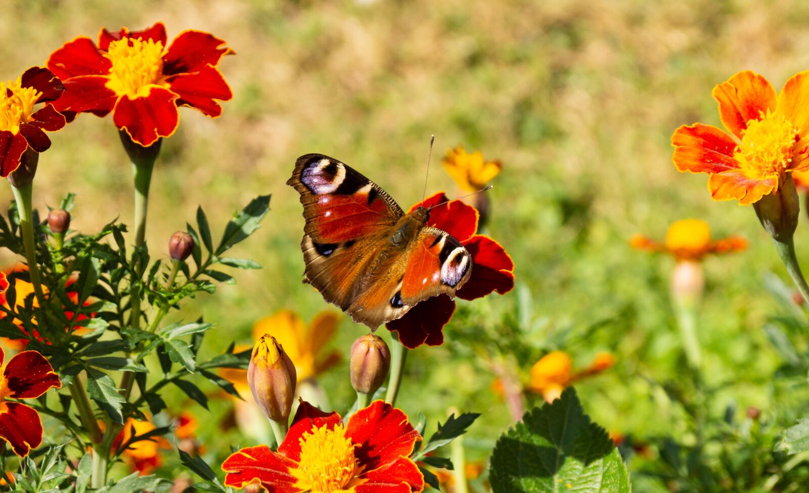Sony SLT-A65 (SLT-A65V) + Sony DT 18-55mm F3.5-5.6 SAM sample photo. Butterfly, color, spring photography