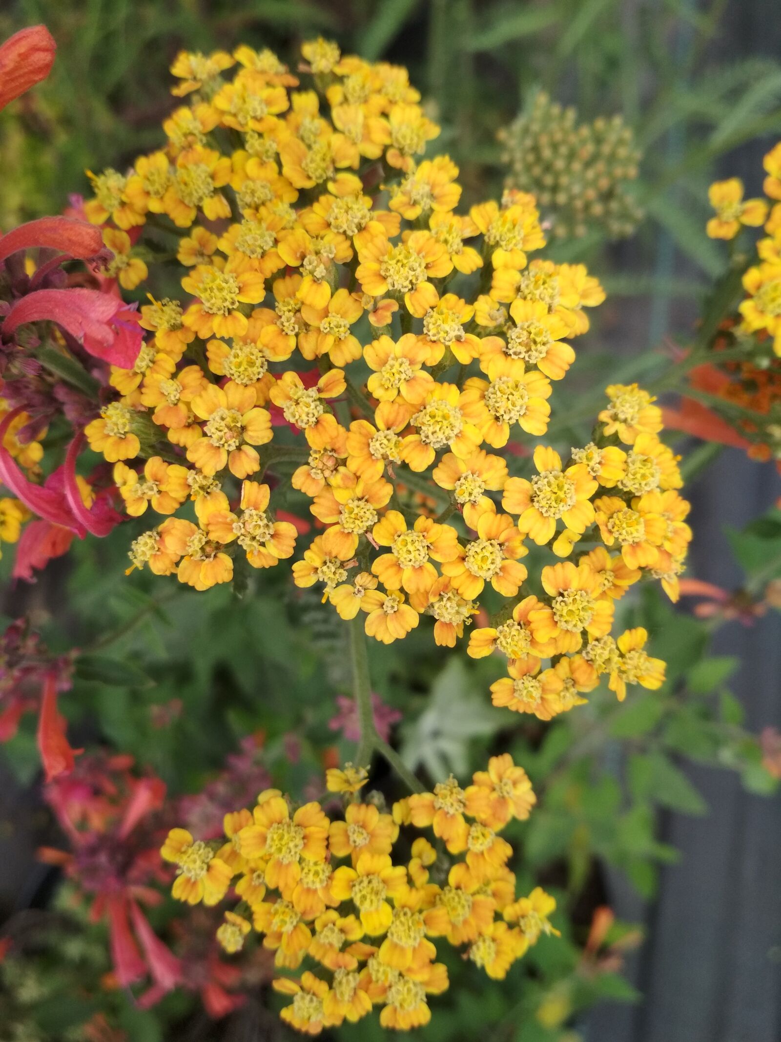 Xiaomi Redmi 4X sample photo. Yarrow, flowers, yellow photography