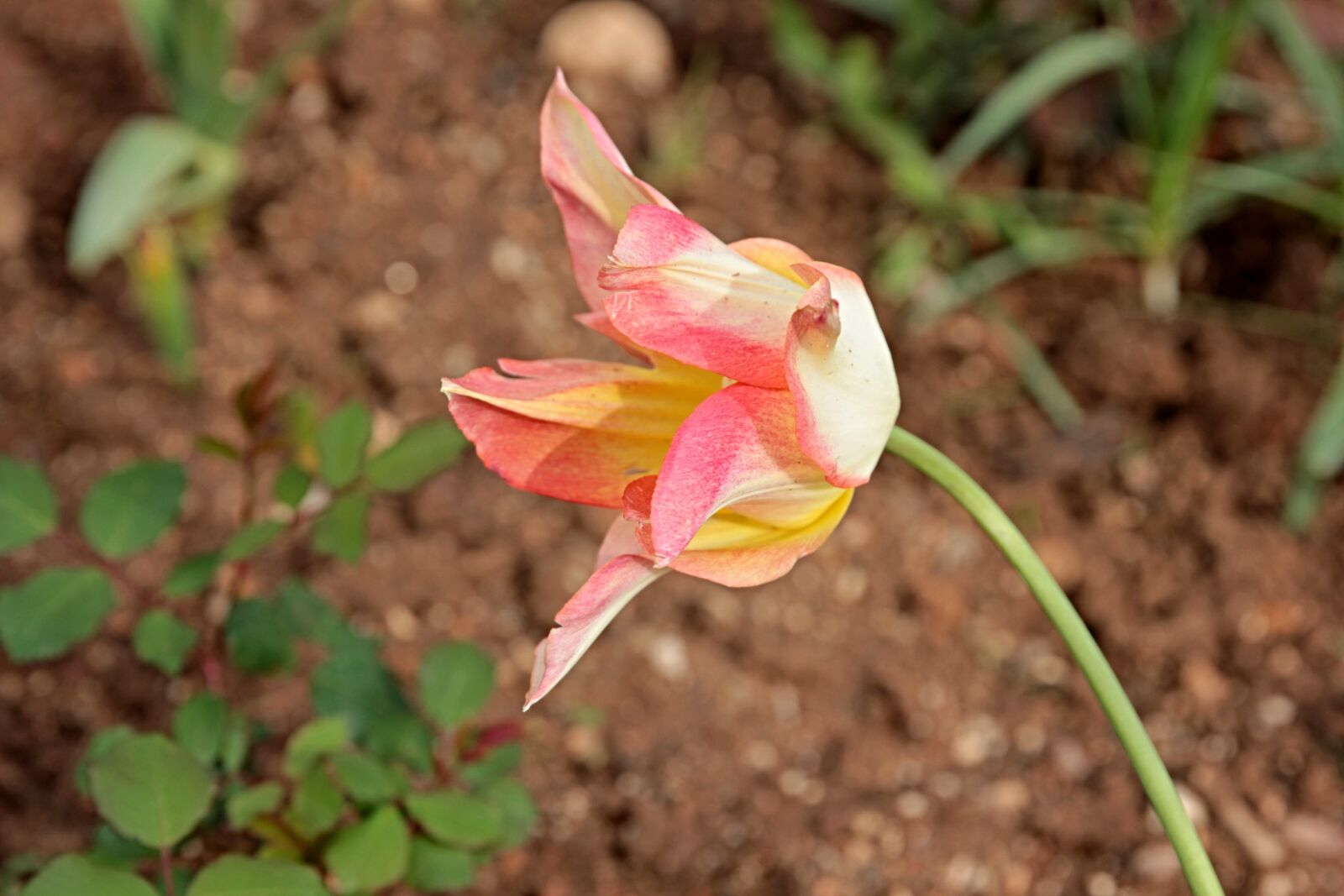 Canon EOS 550D (EOS Rebel T2i / EOS Kiss X4) sample photo. Tulpen, plant, flora photography