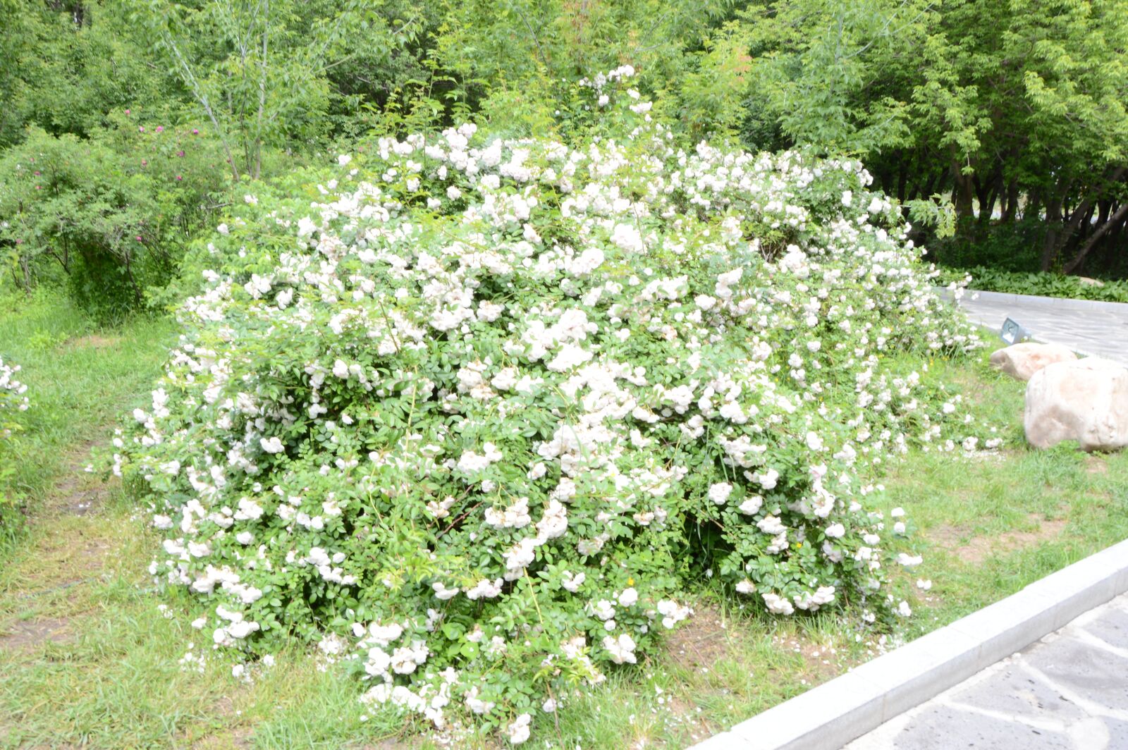 Nikon D3200 sample photo. Flower, park, road photography