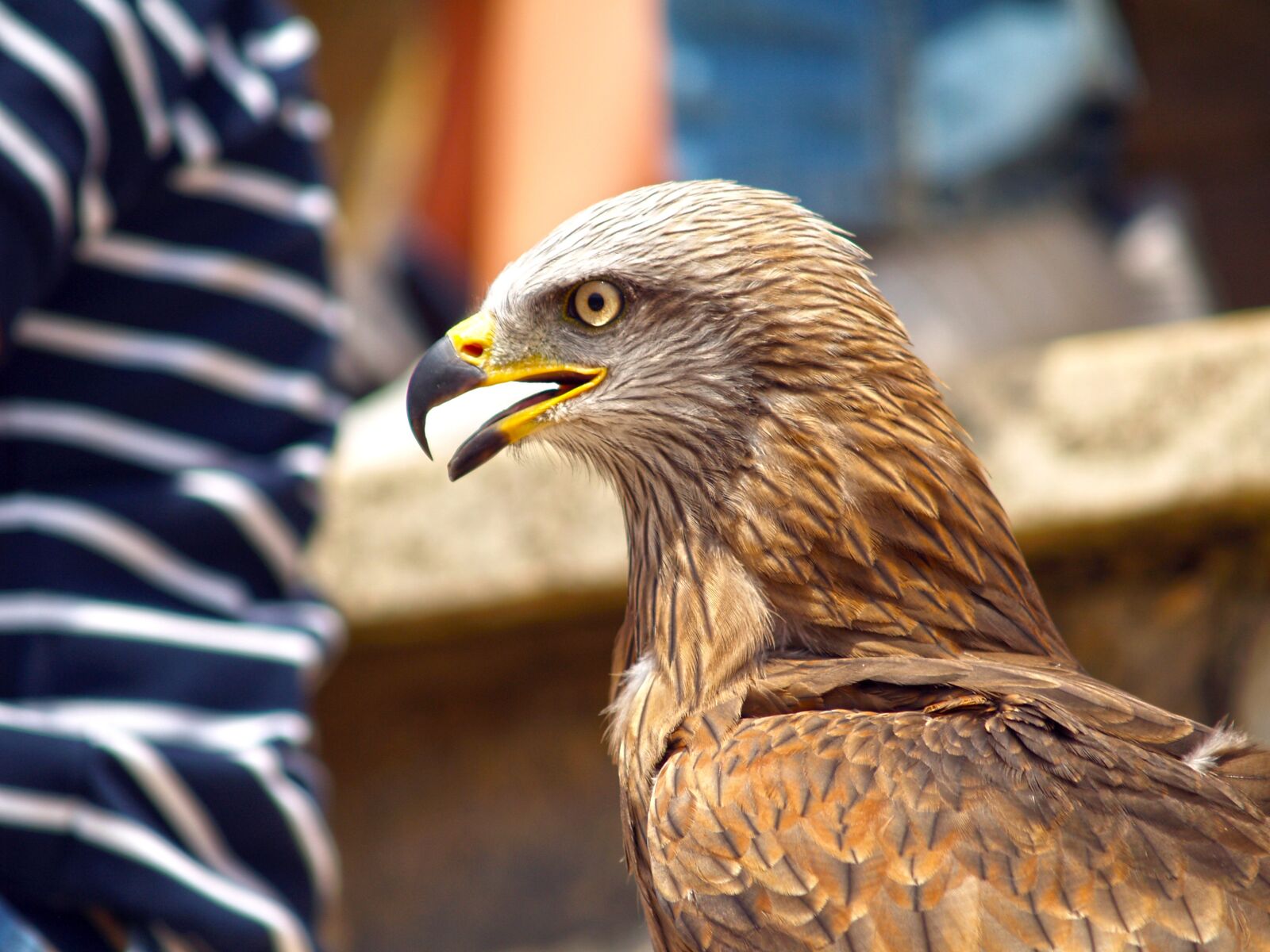 Olympus E-500 (EVOLT E-500) sample photo. Aguila, ave, trained photography