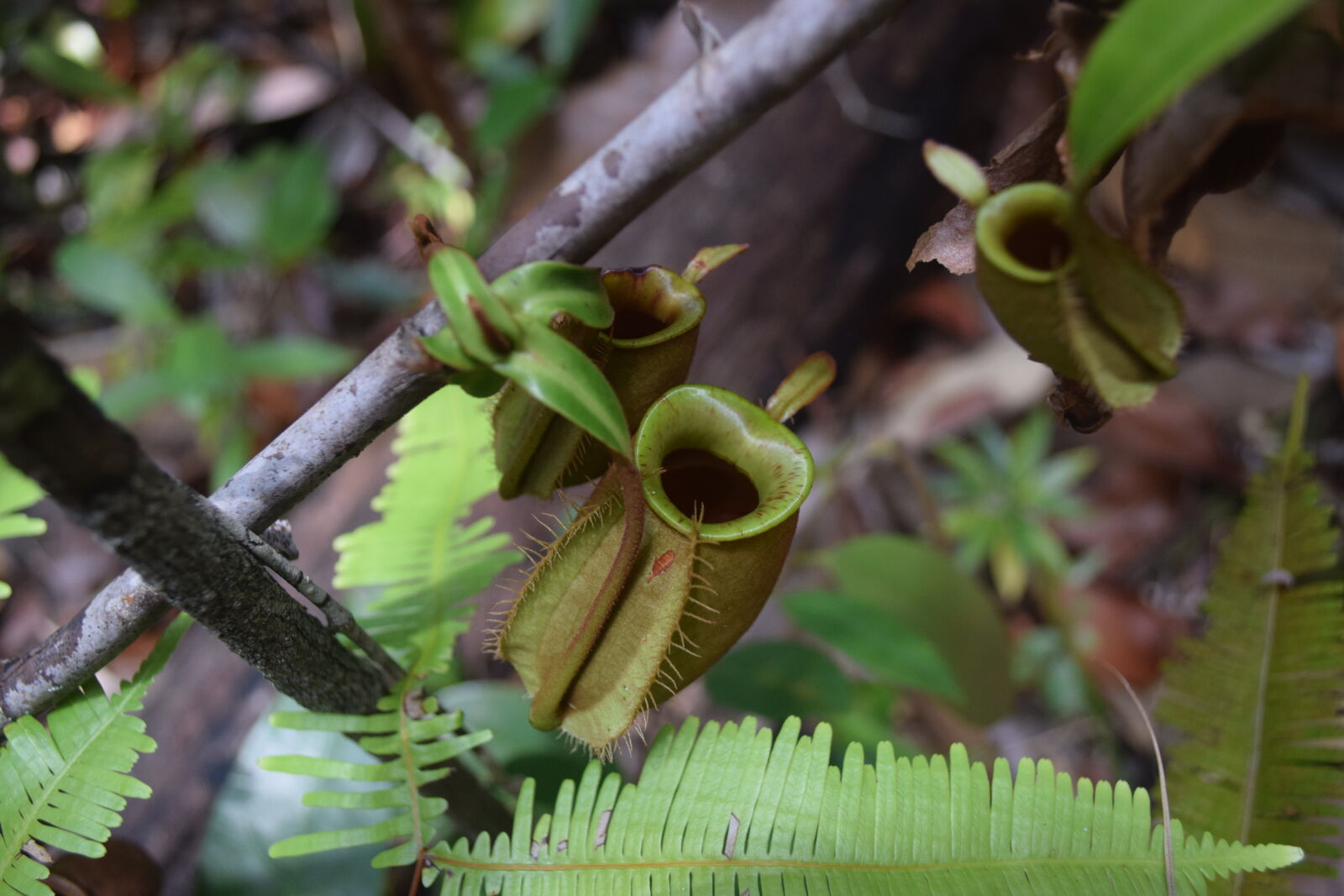 Nikon D5300 sample photo. Borneo, jungle, pitcher, plant photography