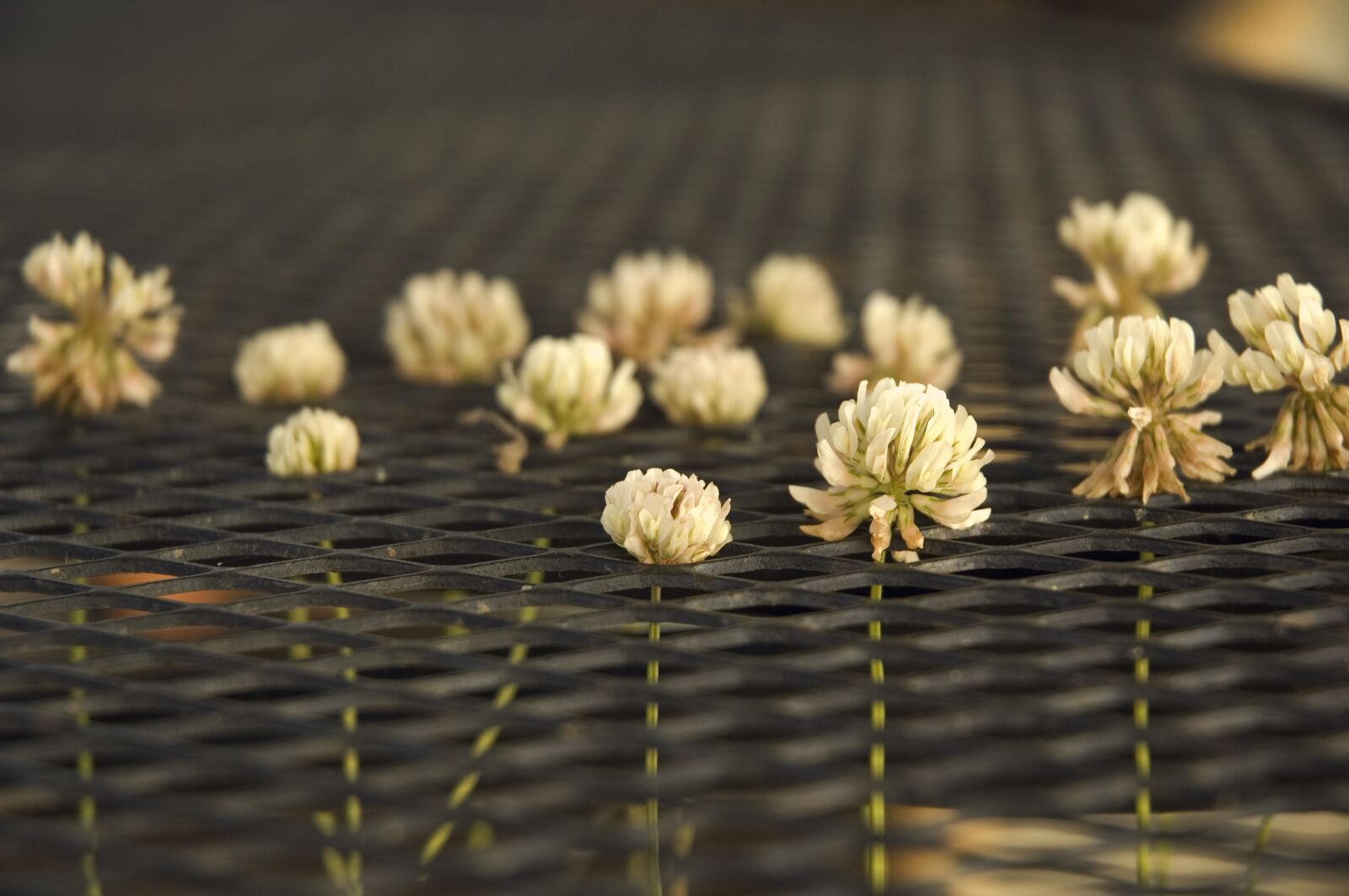 Nikon D70s sample photo. Clover, white, plant photography