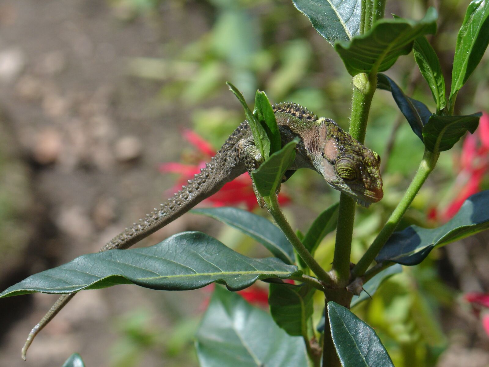 Sony DSC-V3 sample photo. Chameleon, plant, nature photography