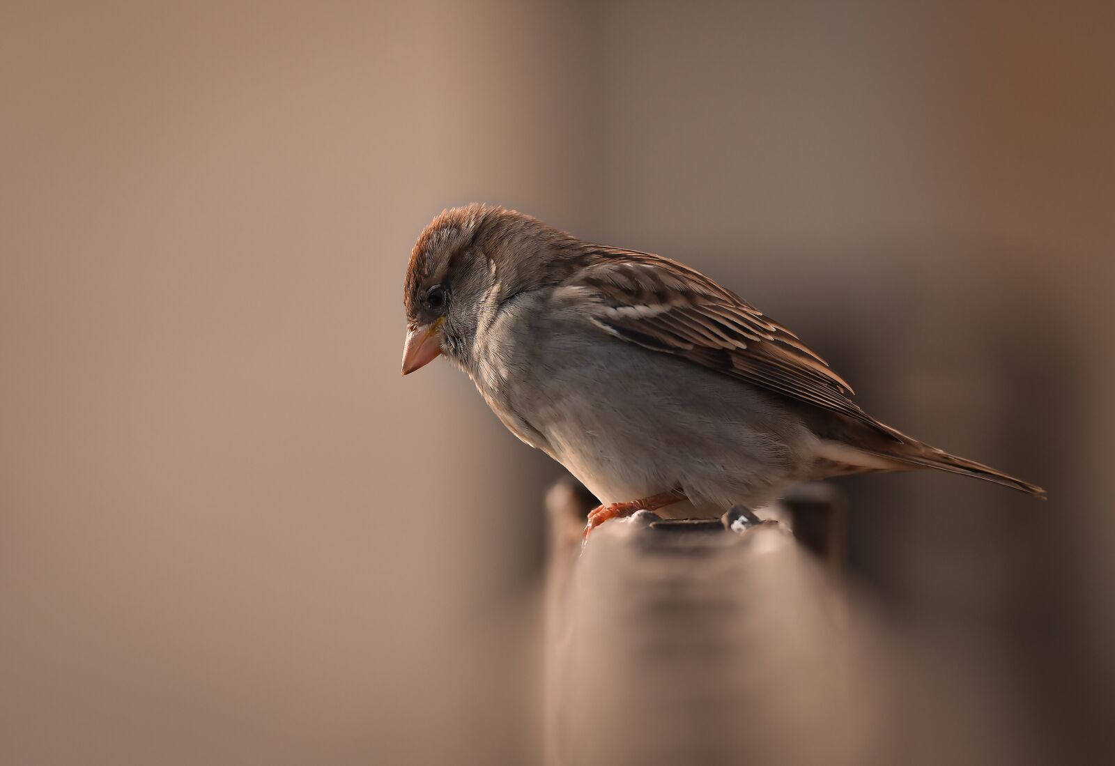Nikon D810 sample photo. Bird, kuş, serçe photography