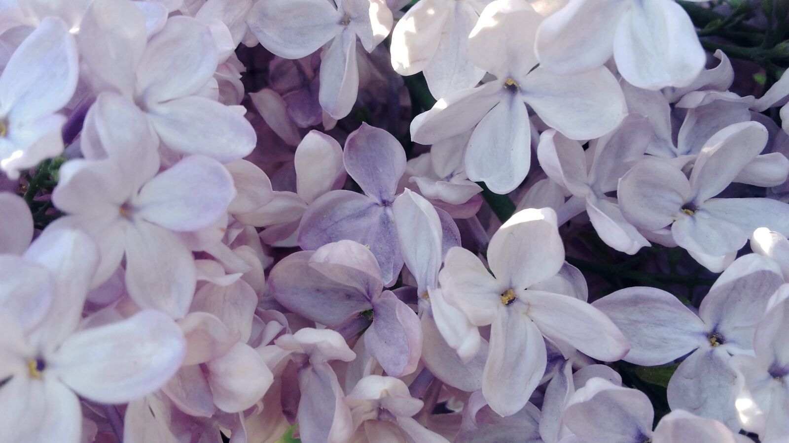 Samsung Galaxy Grand Prime sample photo. Without, flowers, lilac photography