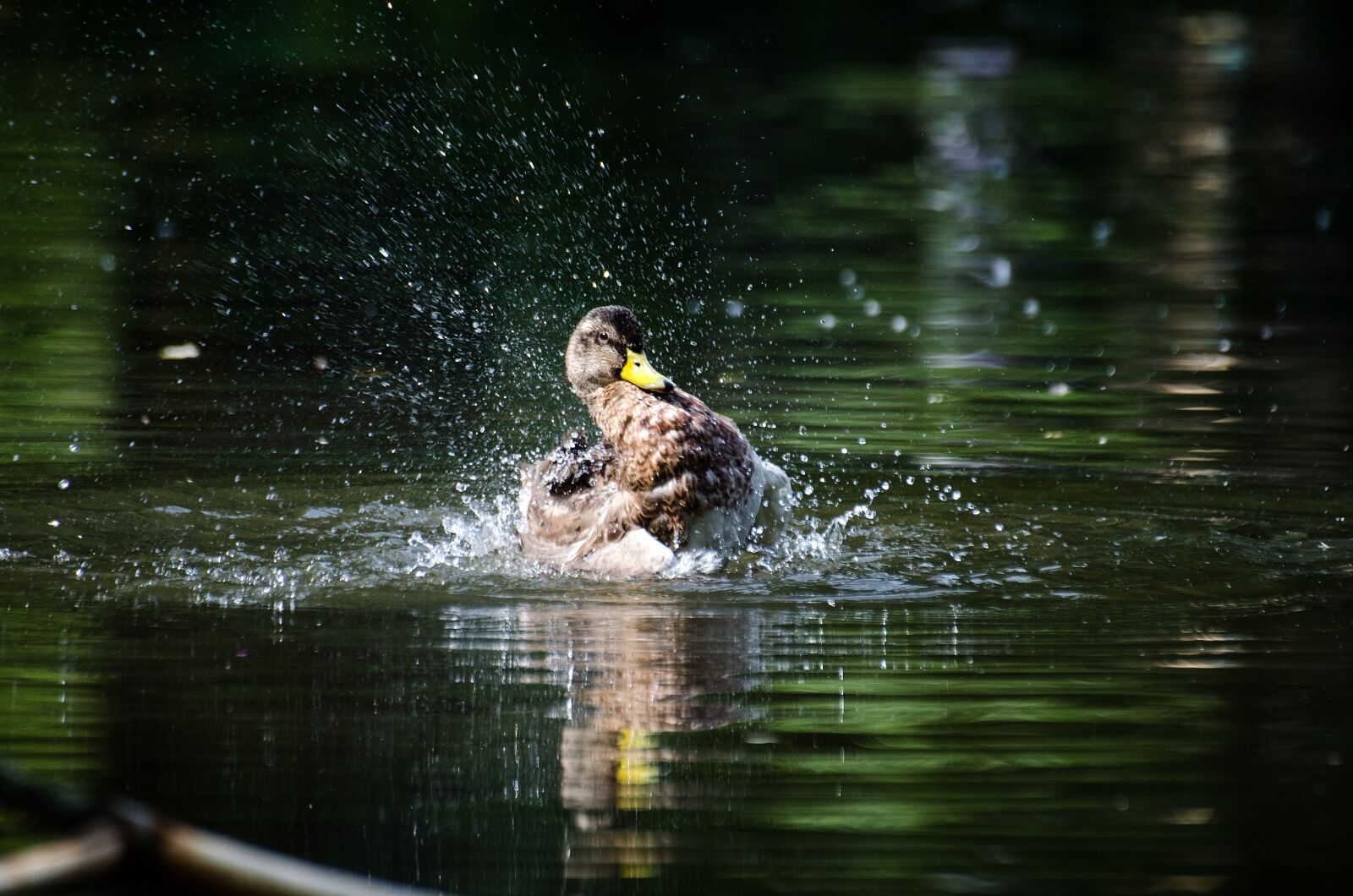 Nikon D5100 sample photo. Duck, water, inject photography