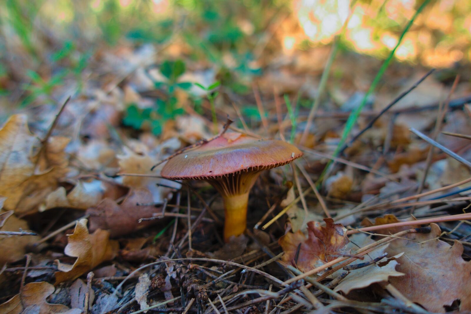 Sony DSC-RX100M5A sample photo. Fungus, hat, brown photography