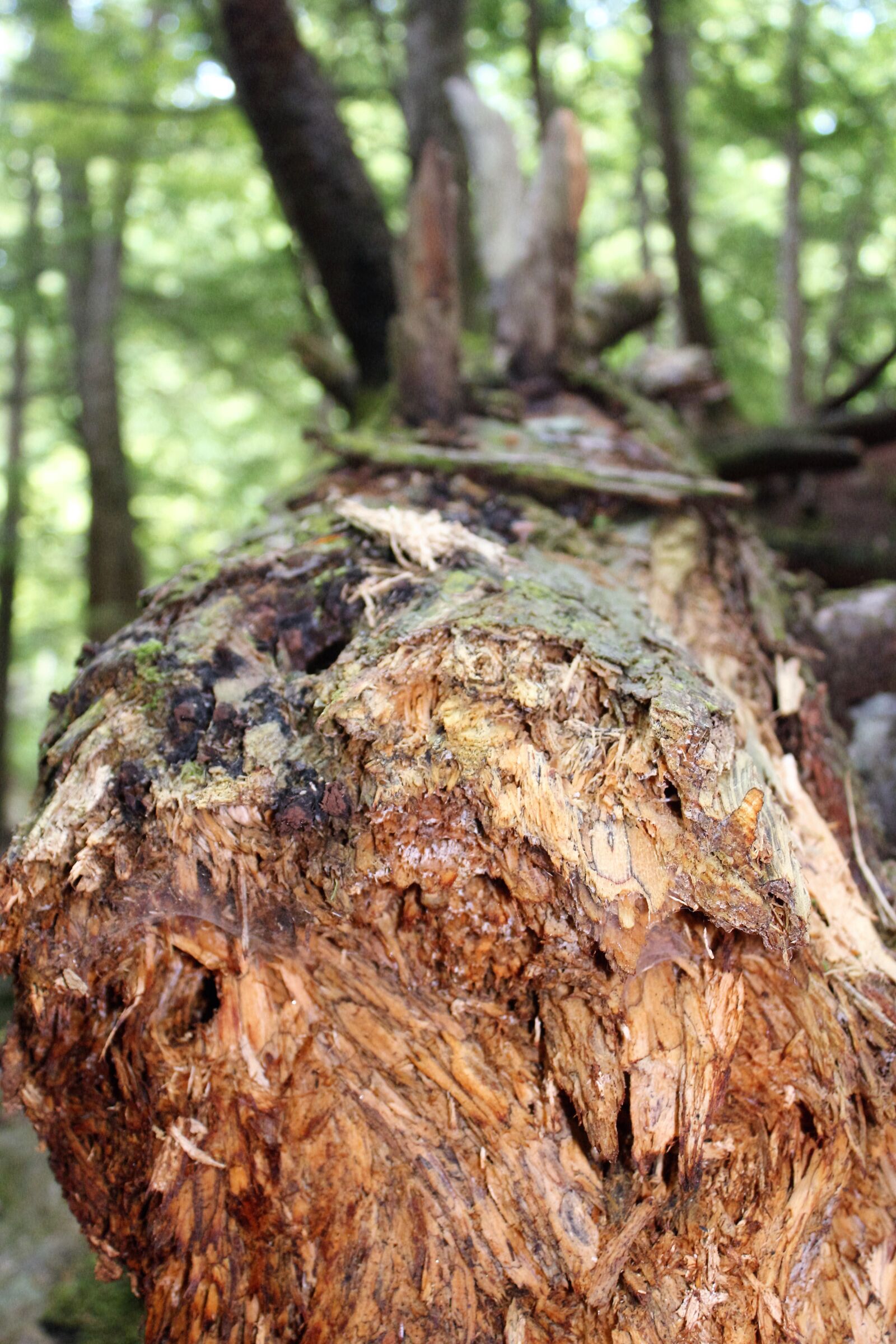 Canon EOS 1200D (EOS Rebel T5 / EOS Kiss X70 / EOS Hi) sample photo. Brown, fallen, tree, tree photography