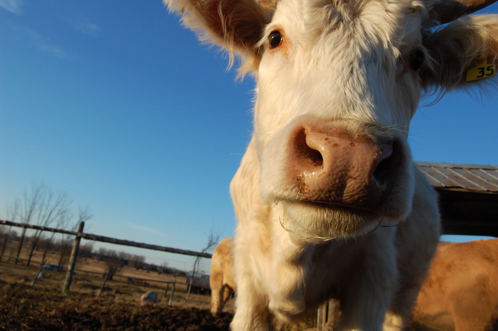 Nikon D40 sample photo. Cow, cattle, farm photography