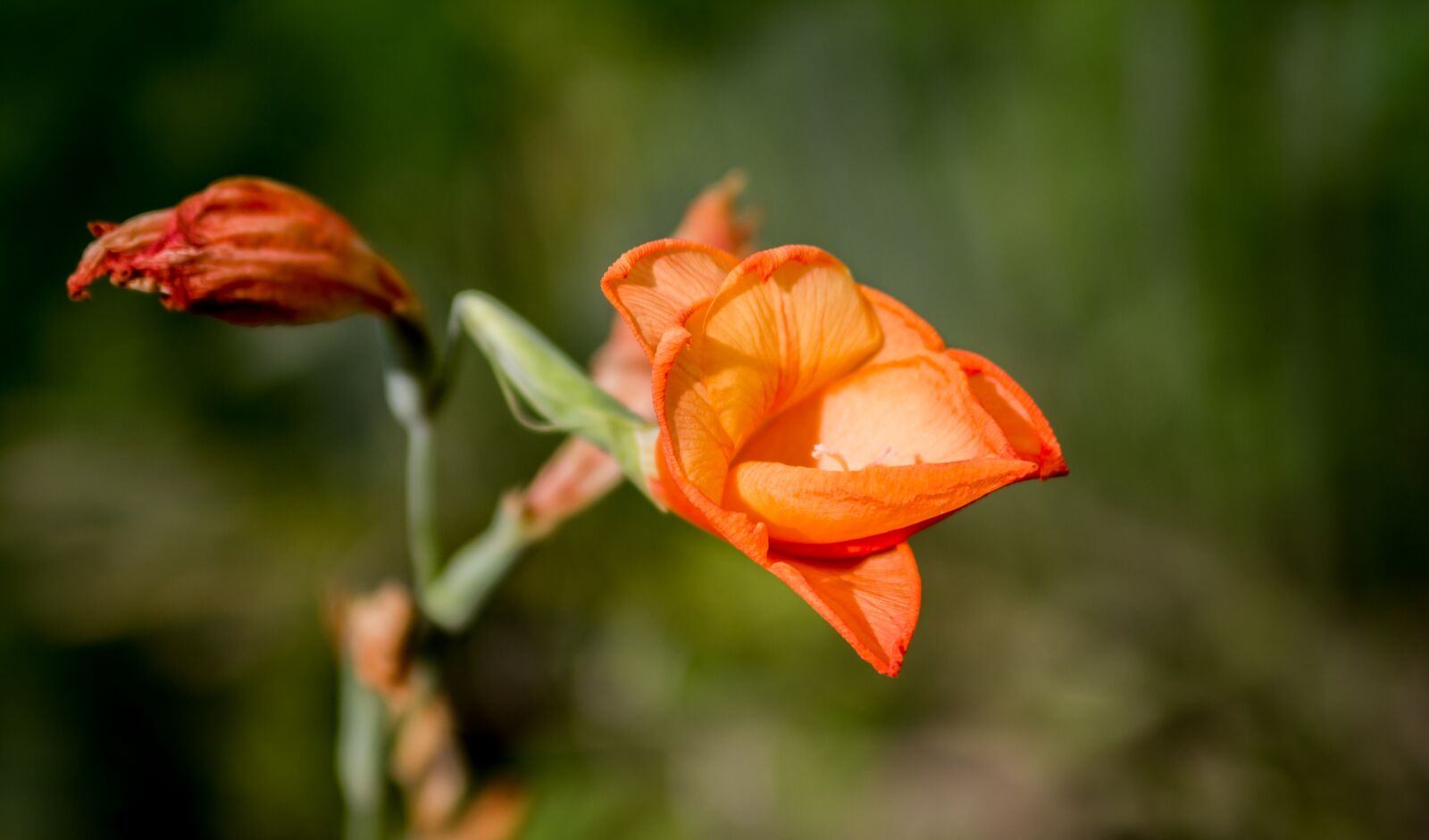 Canon EOS 550D (EOS Rebel T2i / EOS Kiss X4) sample photo. Flower, nature, flora photography