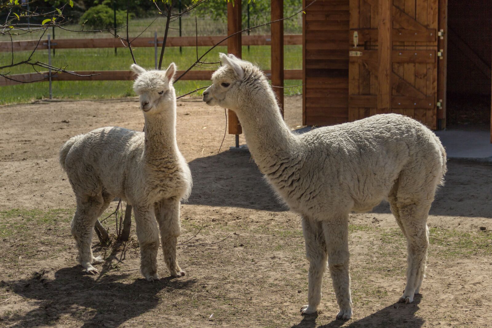 Canon EF-S 18-135mm F3.5-5.6 IS sample photo. Lama, two, animal photography