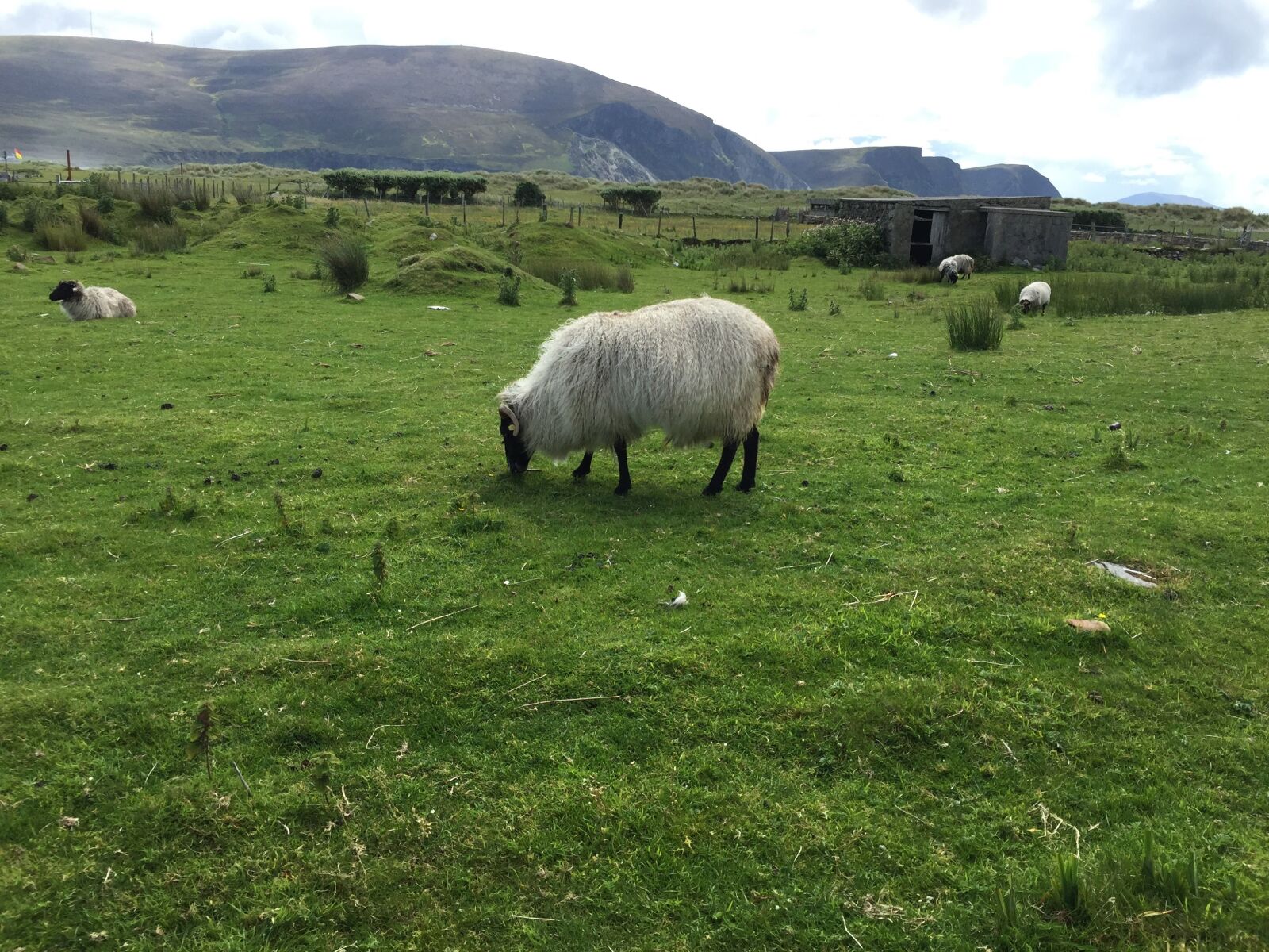 Apple iPhone 6 sample photo. Grass, ireland, sheep photography